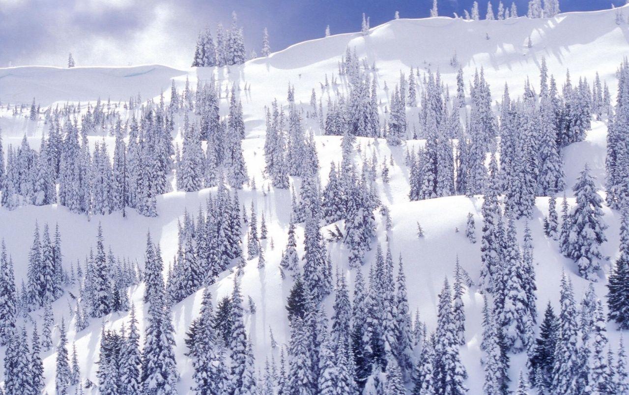 1280x804 White Winter Park wallpaper. White Winter Park