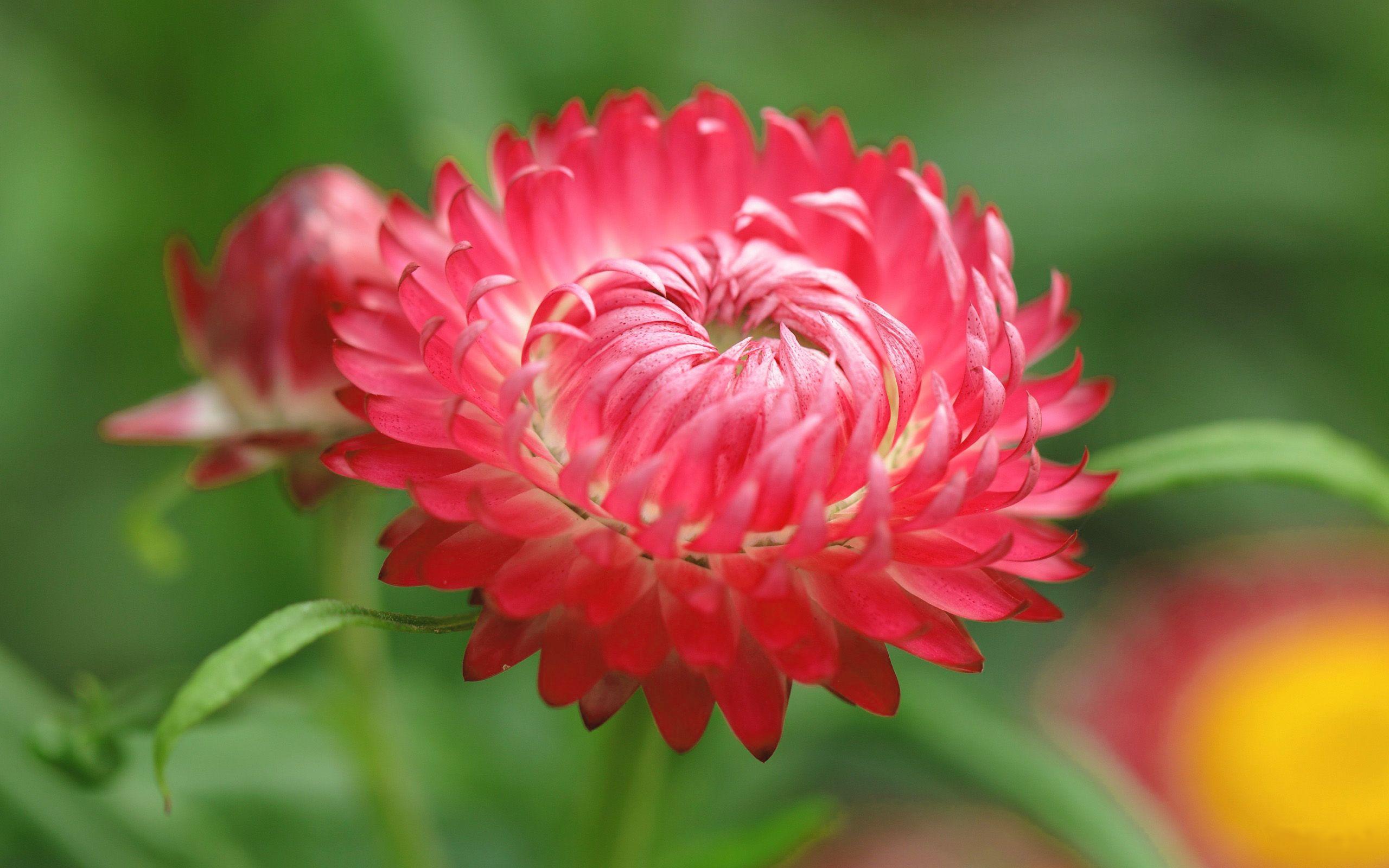 2560x1600 Download Beautiful Nature Wallpaper For Desktop Group Flower Image Downloading
