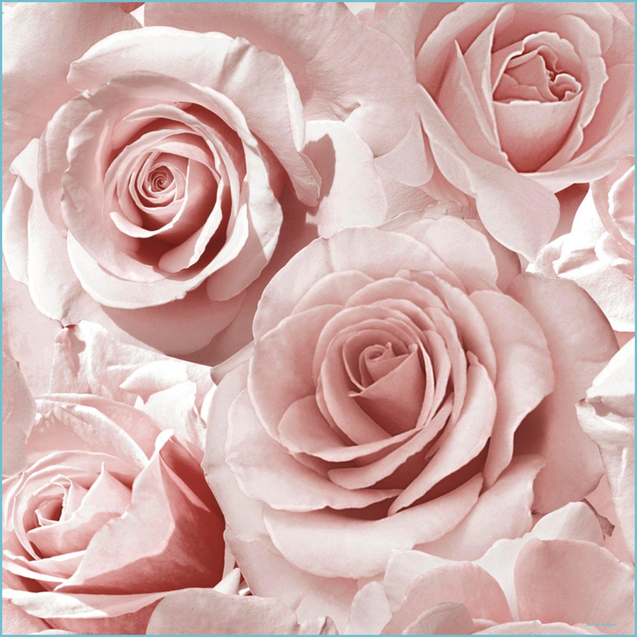 2048x2048 Madison Rose Glitter Floral Wallpaper Raspberry and Blush Pink Muriva 9 rose wallpaper