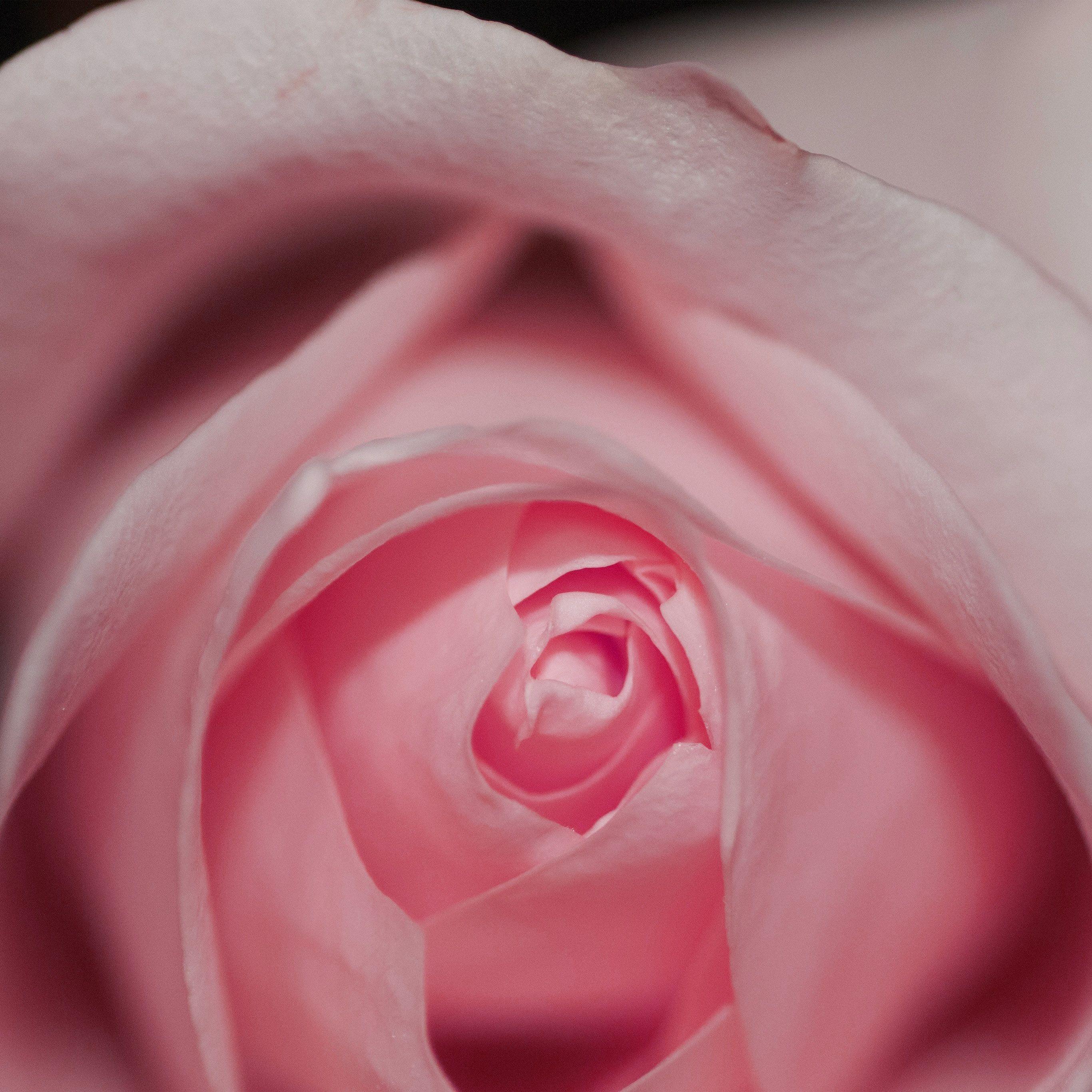 2732x2732 Flower Pink Rose Love Red Wallpaper