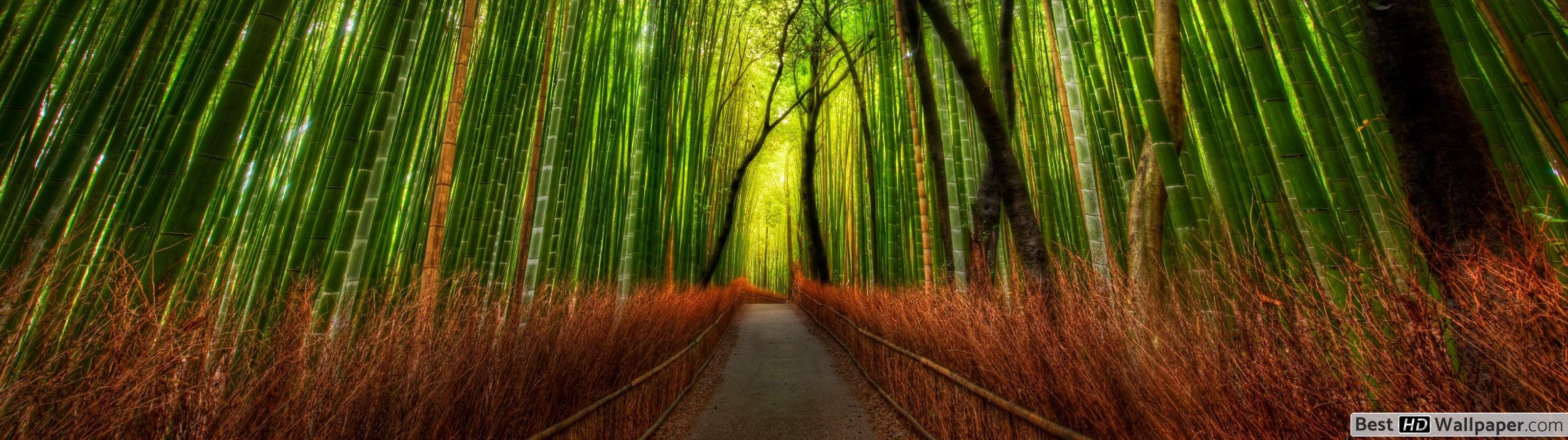3200x900 Bamboo trees and forest HD wallpaper download