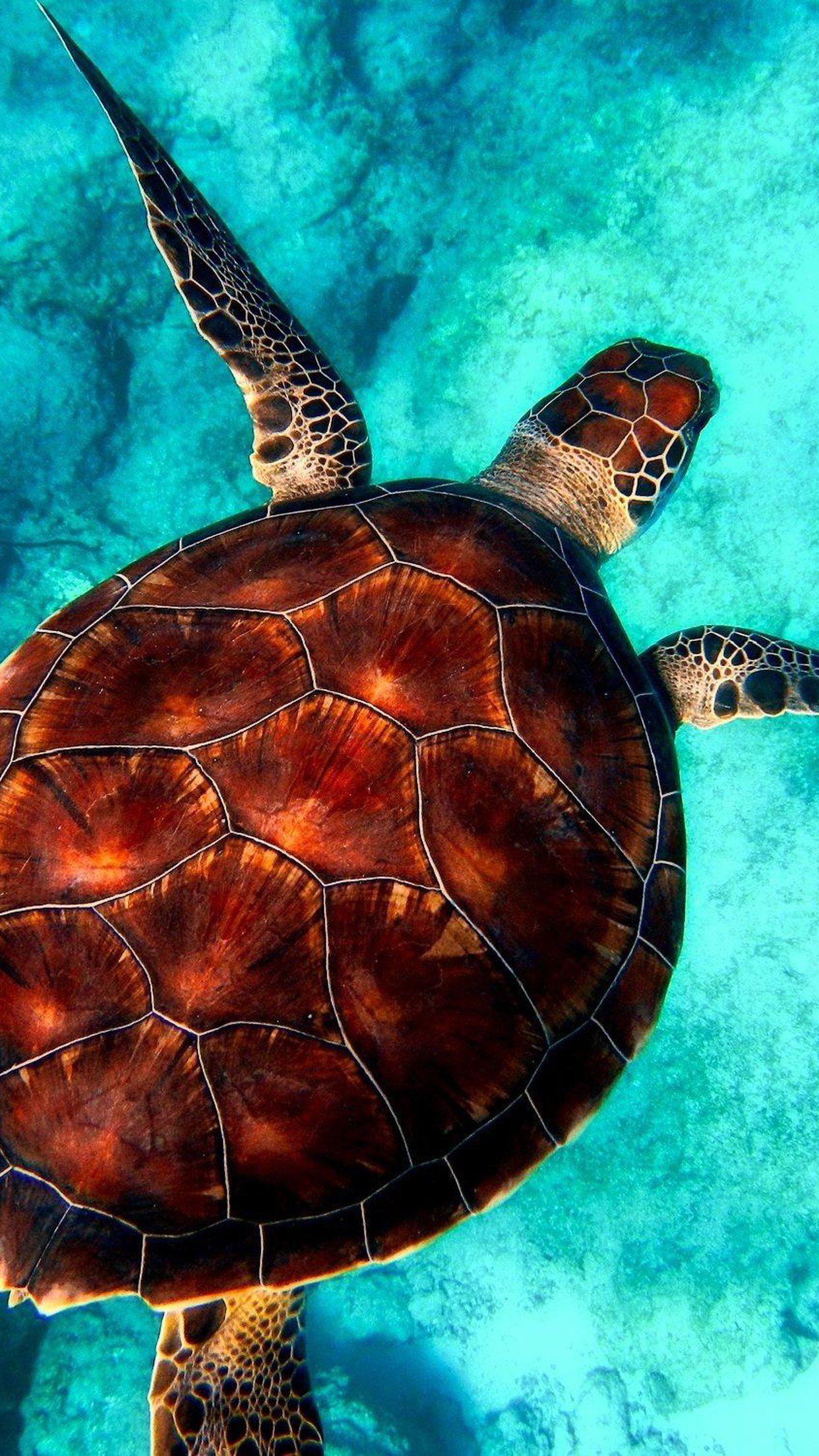 1242x2208 Sea Turtle Desktop Background