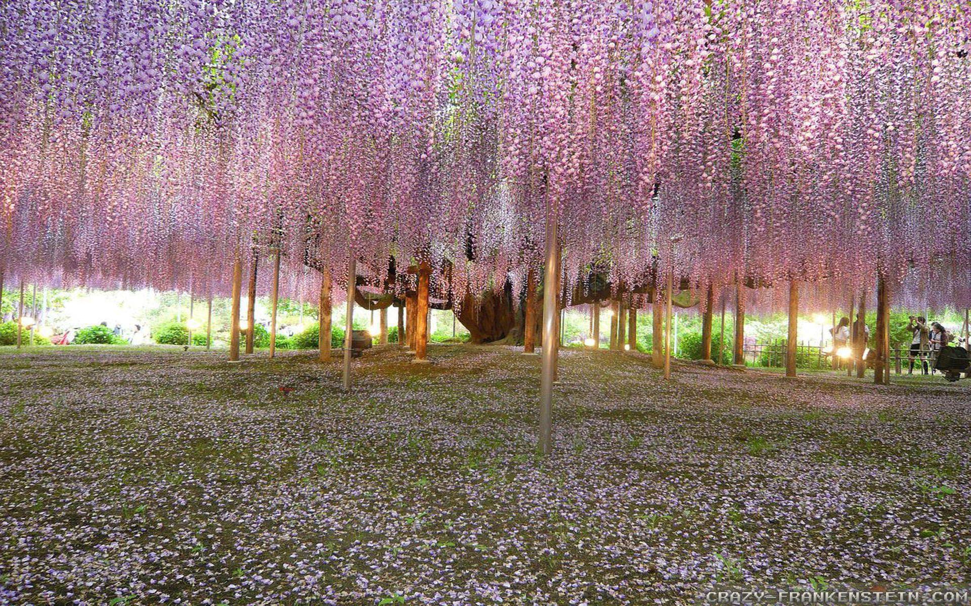 1920x1200 Flower Park wallpaper 2
