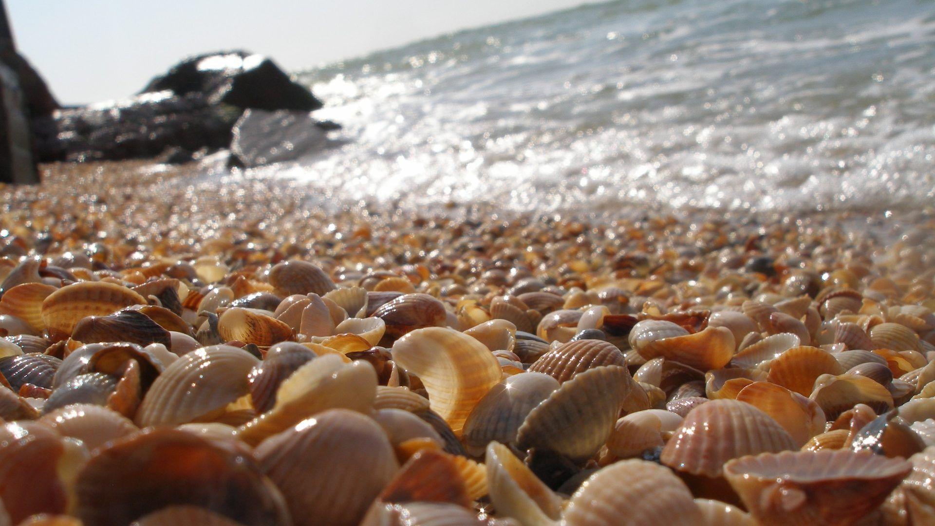 1920x1080 Beach: Shell Shells Ocean Sky Summer Nature Sun Beautiful Vacation