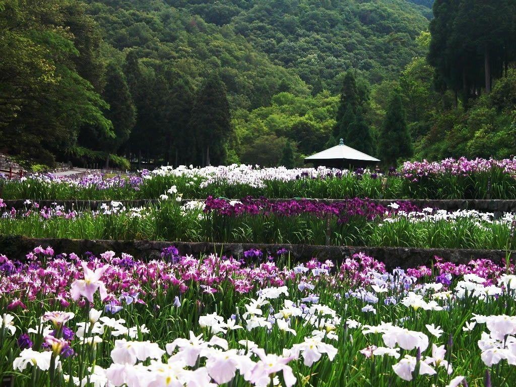 1024x768 Flower: Flower Garden Japan Flowers Nature Trees Wallpaper Themes