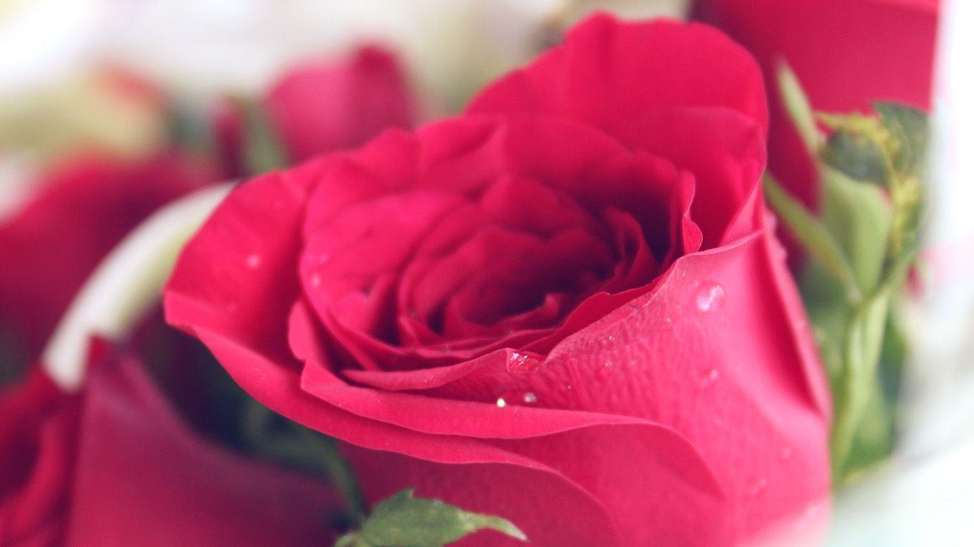 1366x768 wallpaper for desktop, laptop. rose red love nature