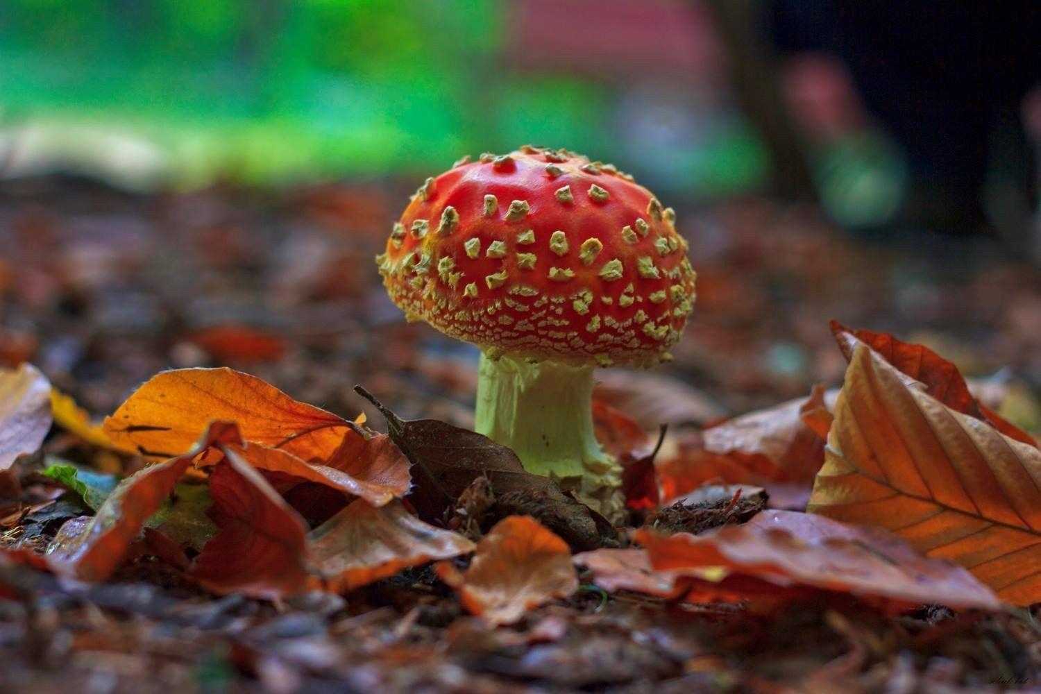 1500x1000 Plants: Autumn Turkey Landscape Bursa Forest Mushroom 3D Nature
