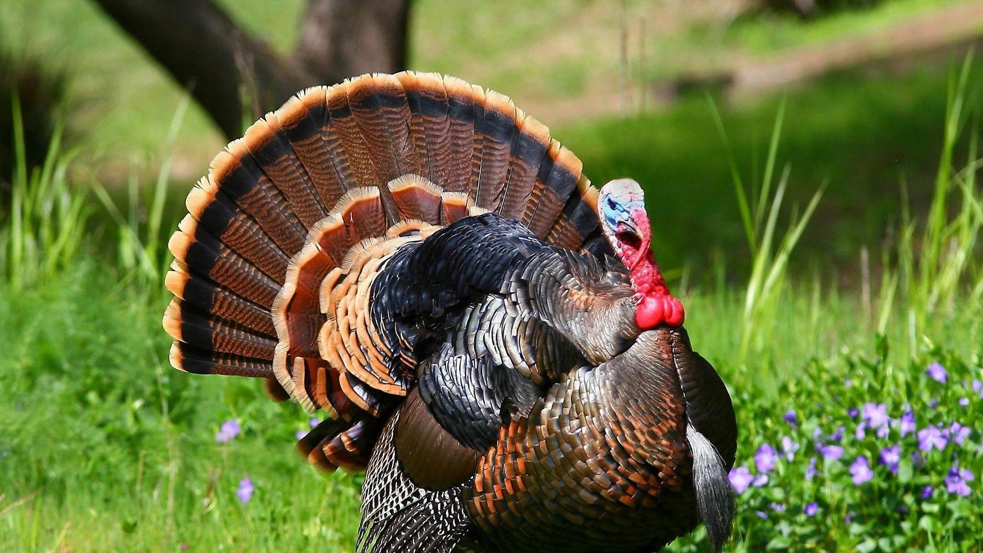 1920x1080 Free Turkey Wallpaper