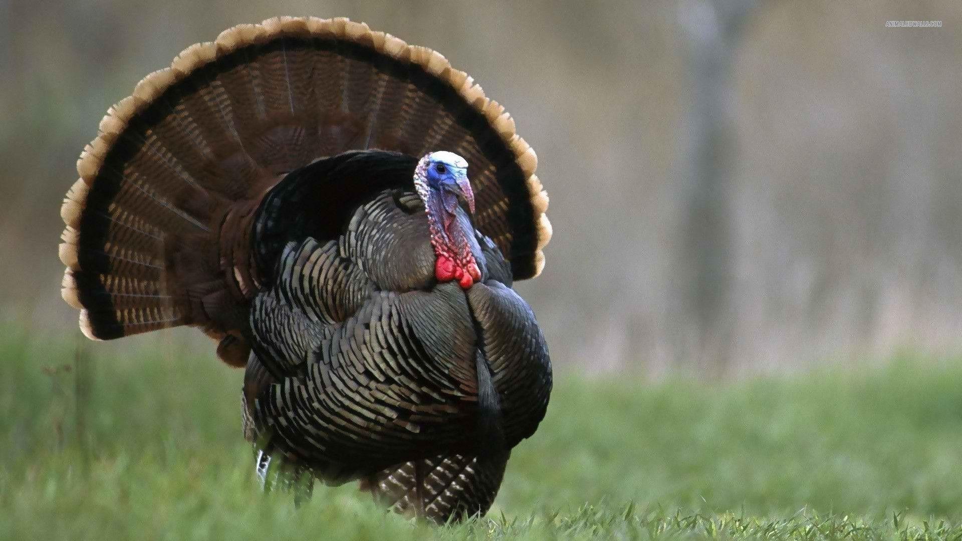 1920x1080 Turkey Wallpaper
