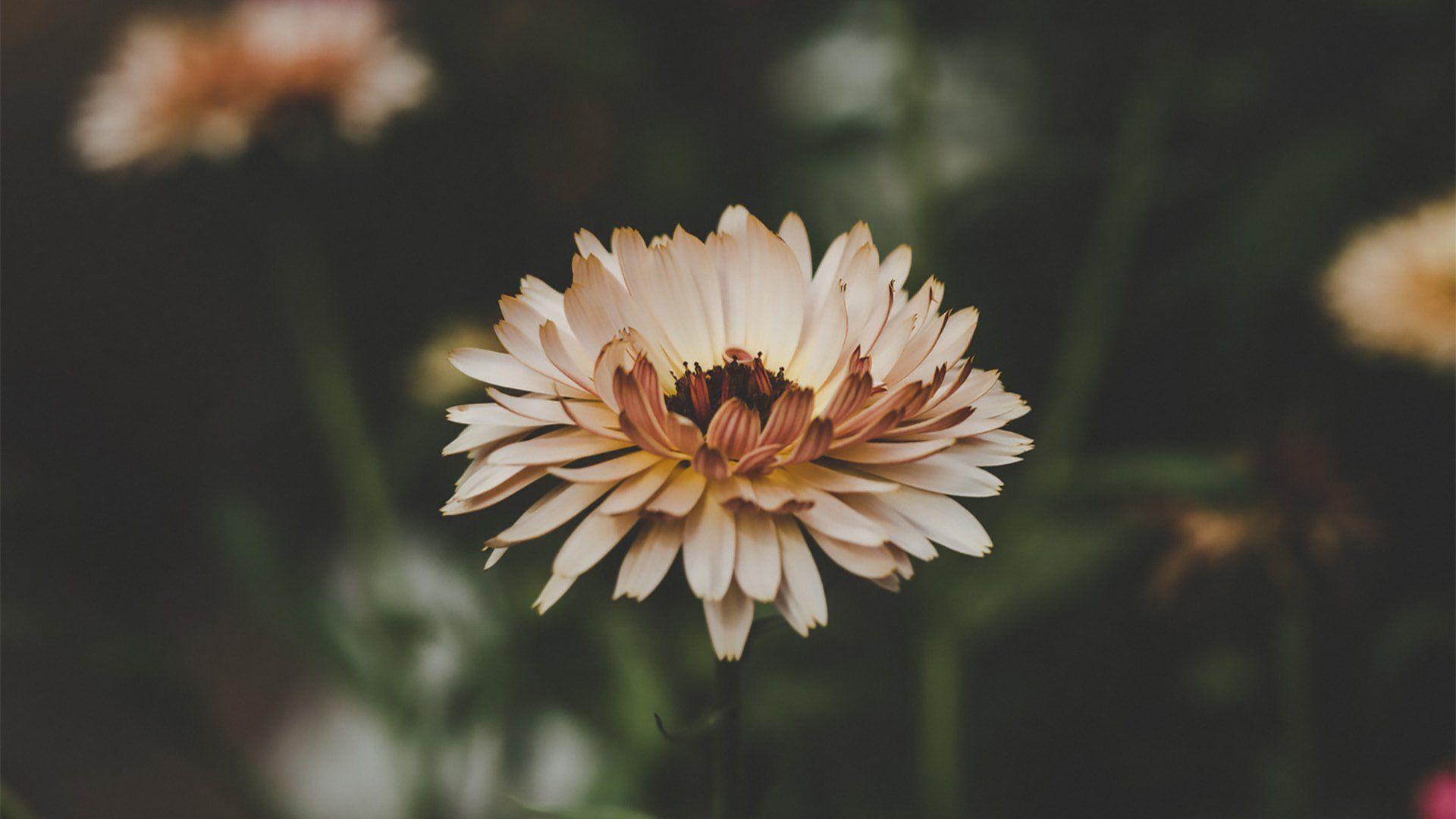 Blurry Aesthetic Desktop Wallpapers Top Free Blurry Aesthetic Desktop