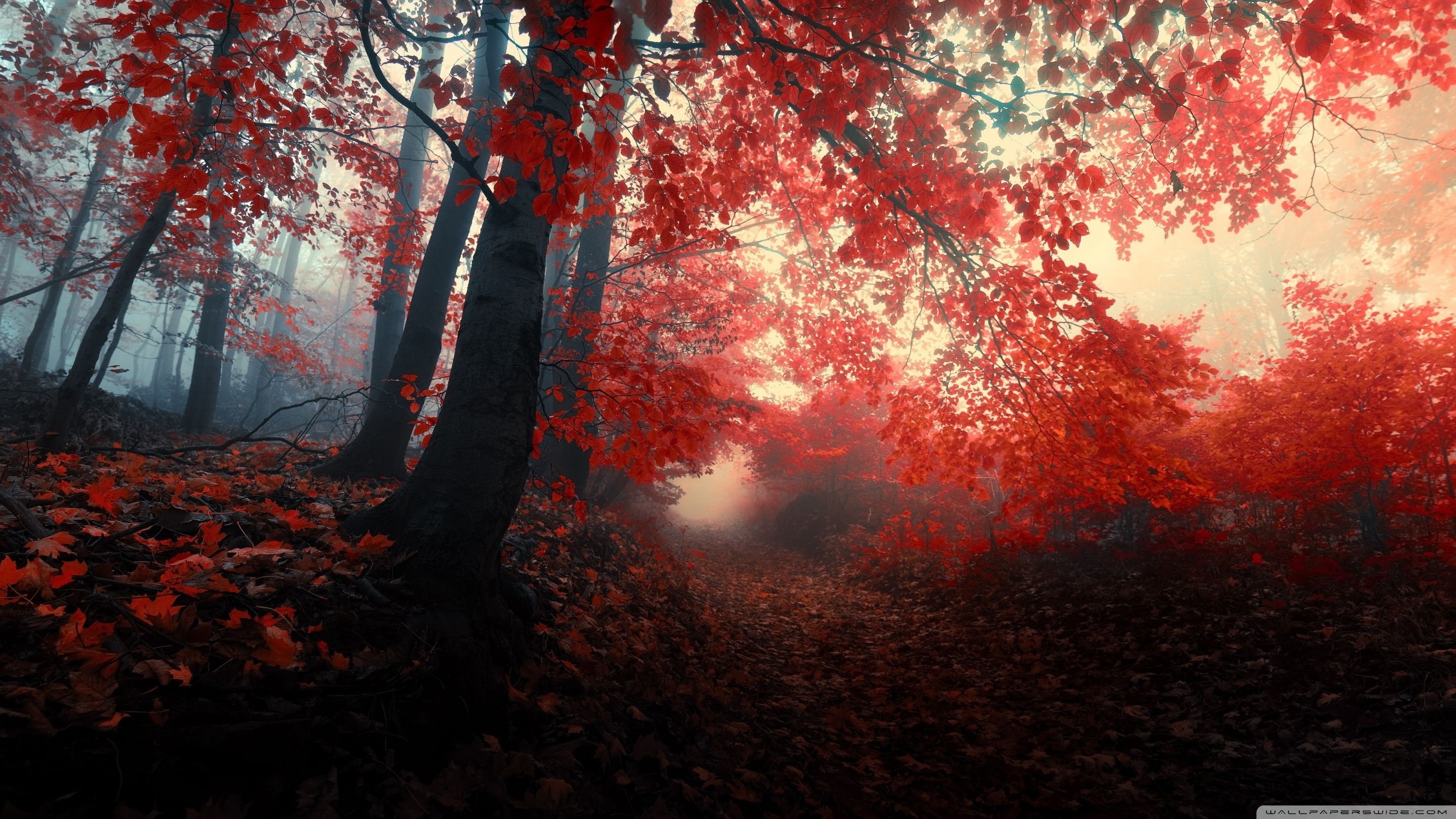 2880x1620 Red Autumn Trees Fog 4K UHD Wallpaper for UltraHD Desktop and TV : Widescreen and UltraWide Display : Dual Monitor : Smartphone and Tablet Devices