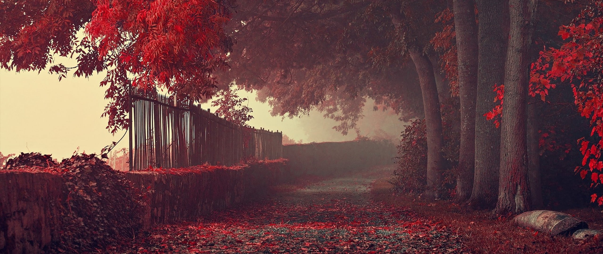2560x1080 Orange Leafed Tree, Ultra Wide, Photography, Nature, Leaves HD Wallpaper