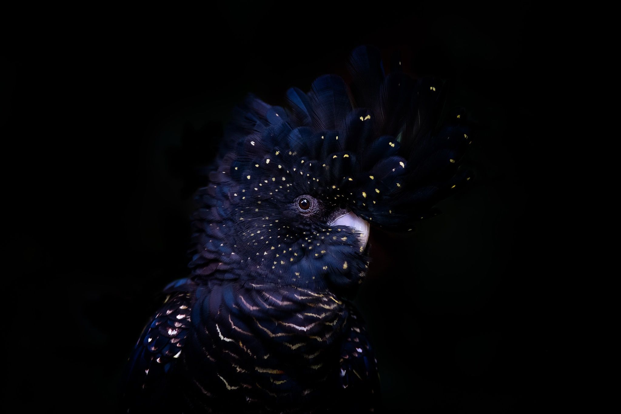2048x1365 Wallpaper Background, Bird, Red Tailed Black Cockatoo For Mobile And Desktop, Section животные, Resolution 2048x1365