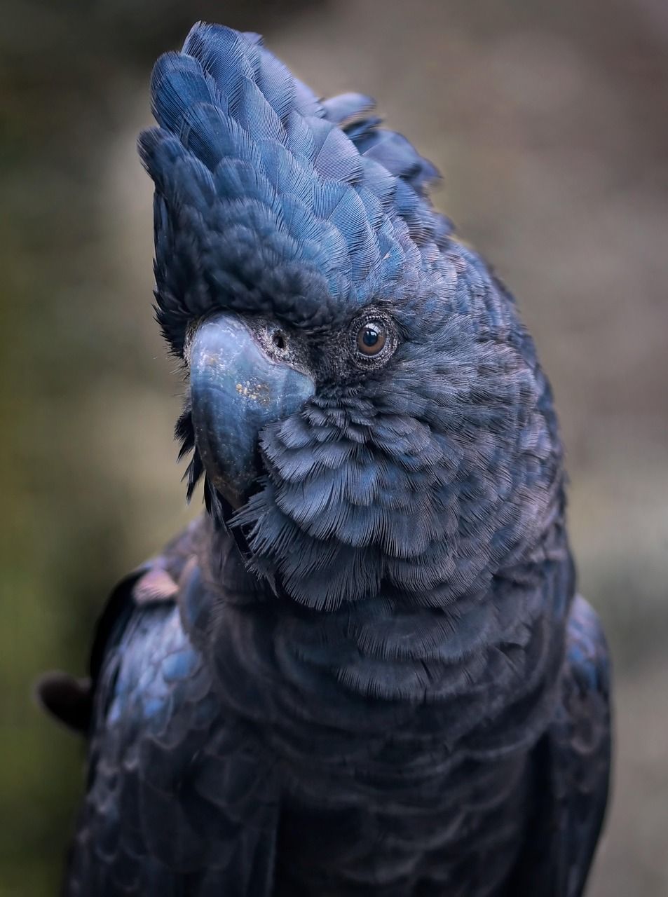 953x1280 Free Black Cockatoo & Cockatoo Image