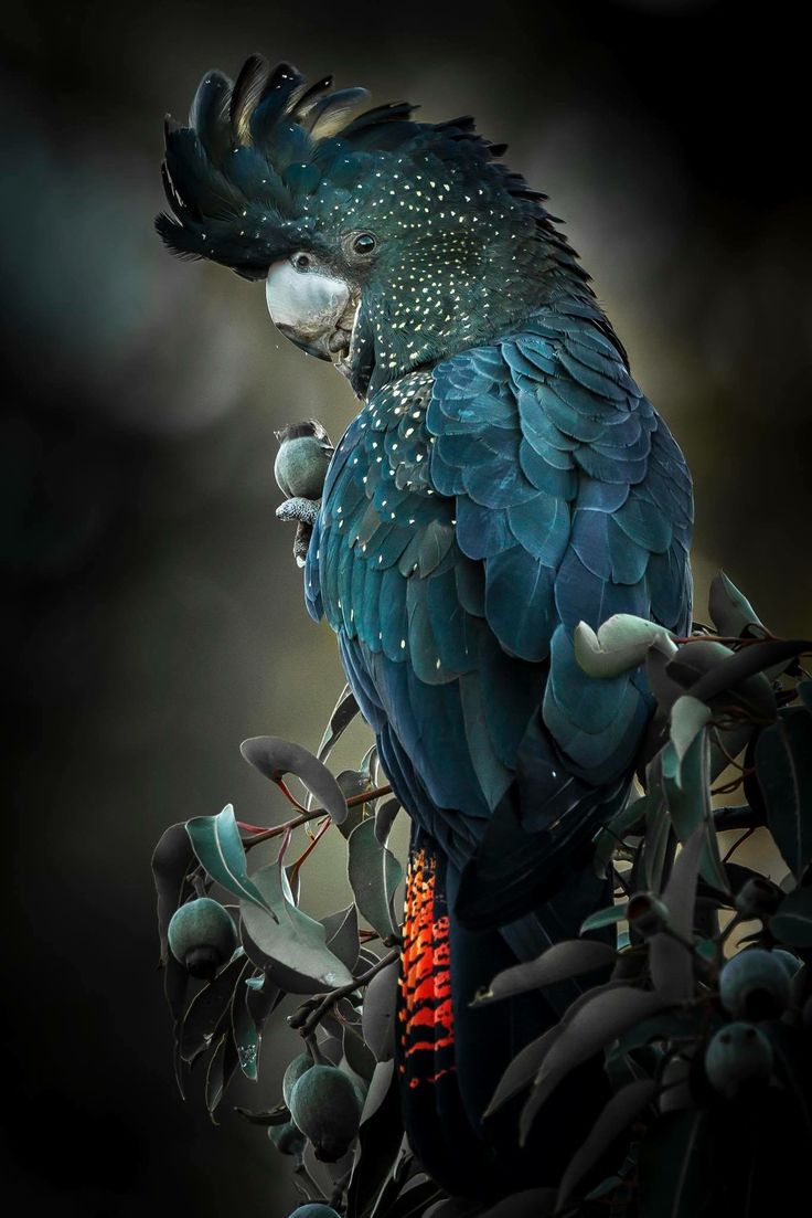 736x1103 Black Cockatoo