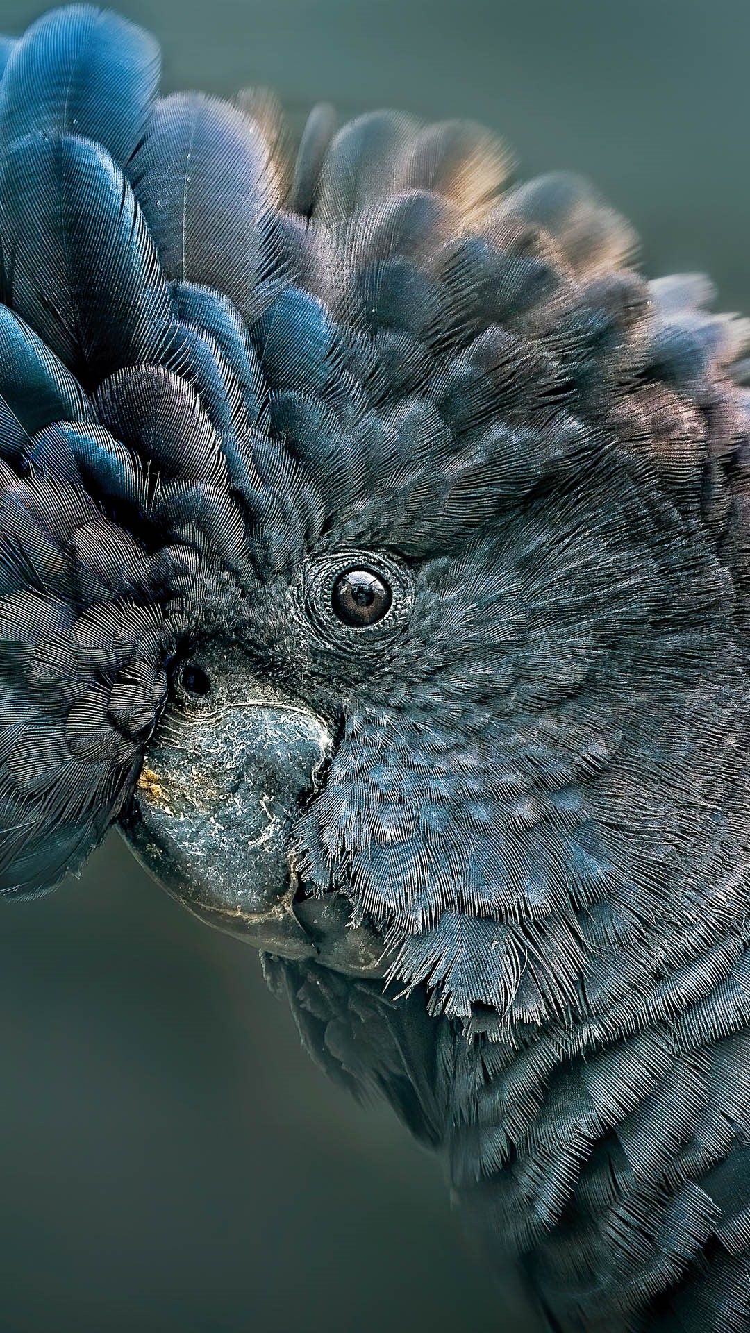 1080x1920 Close up portrait of a red Tailed Black Cockatoo (Banks Black Cockatoo), Australia. Windows Spotlight Image