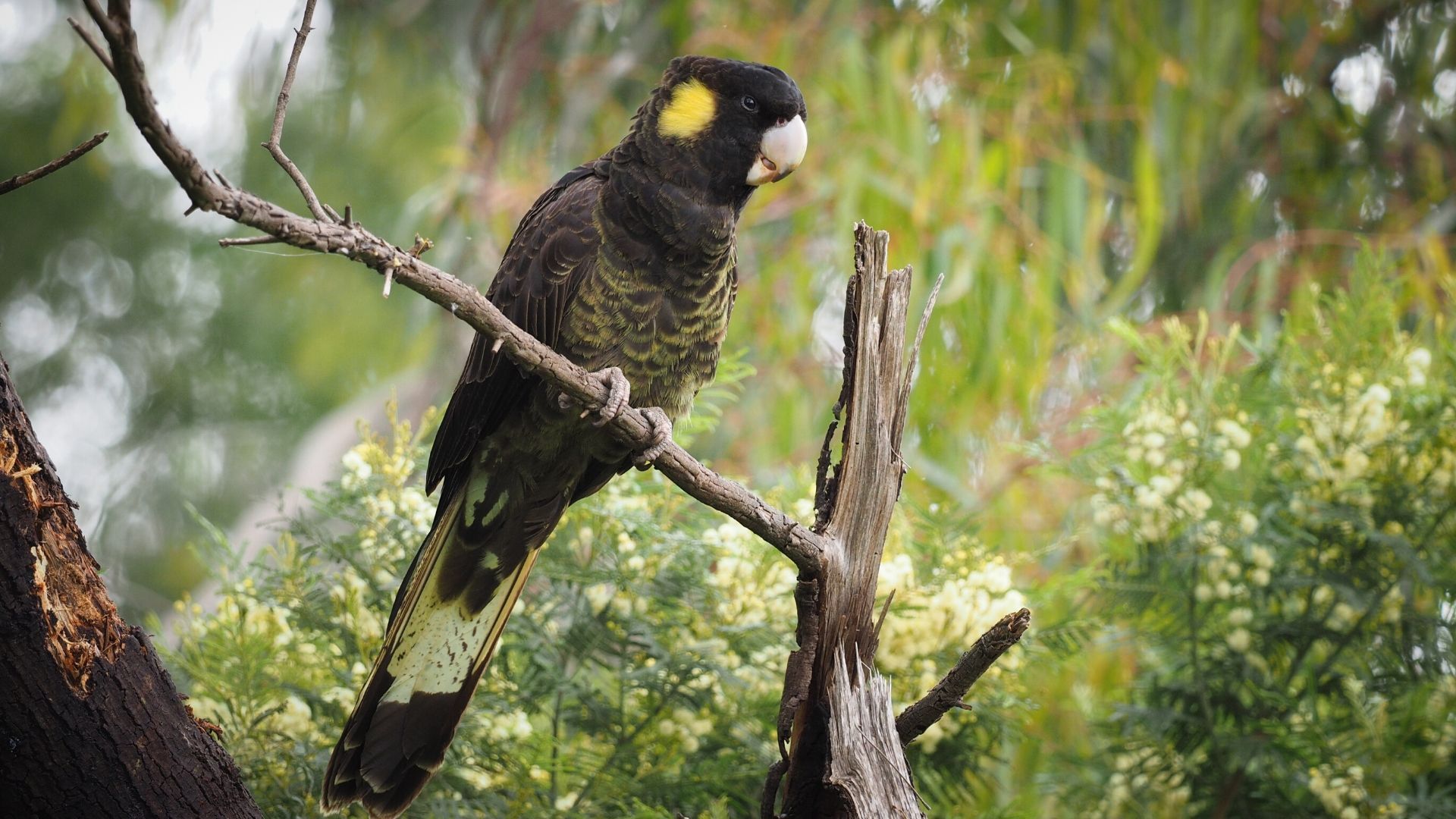 1920x1080 Dining With The Yellow Tailed Black Cockatoo