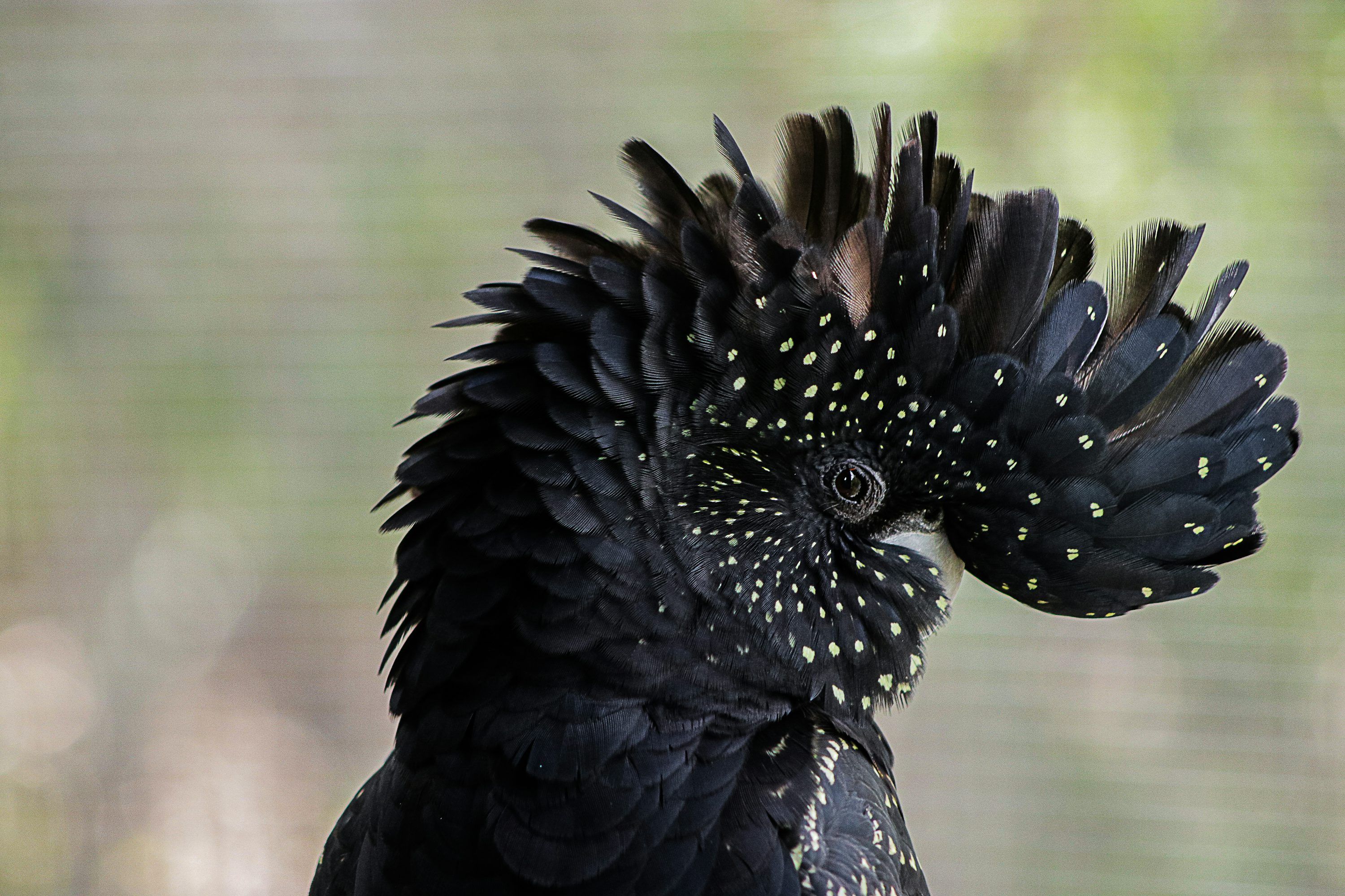 3000x2000 A close up of a black bird with yellow spots photo