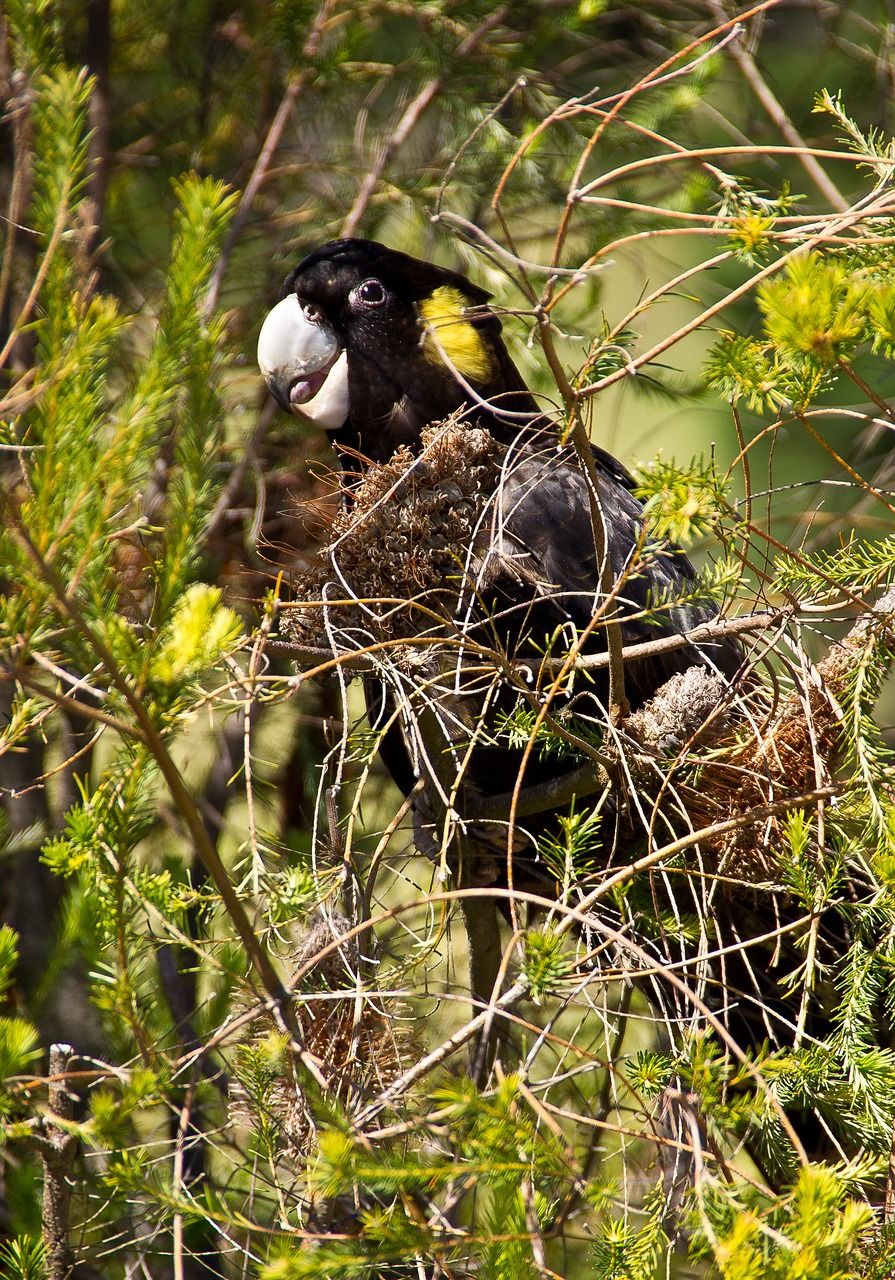 895x1280 Free Yellow Tailed Black Cockatoo & Cockatoo Image