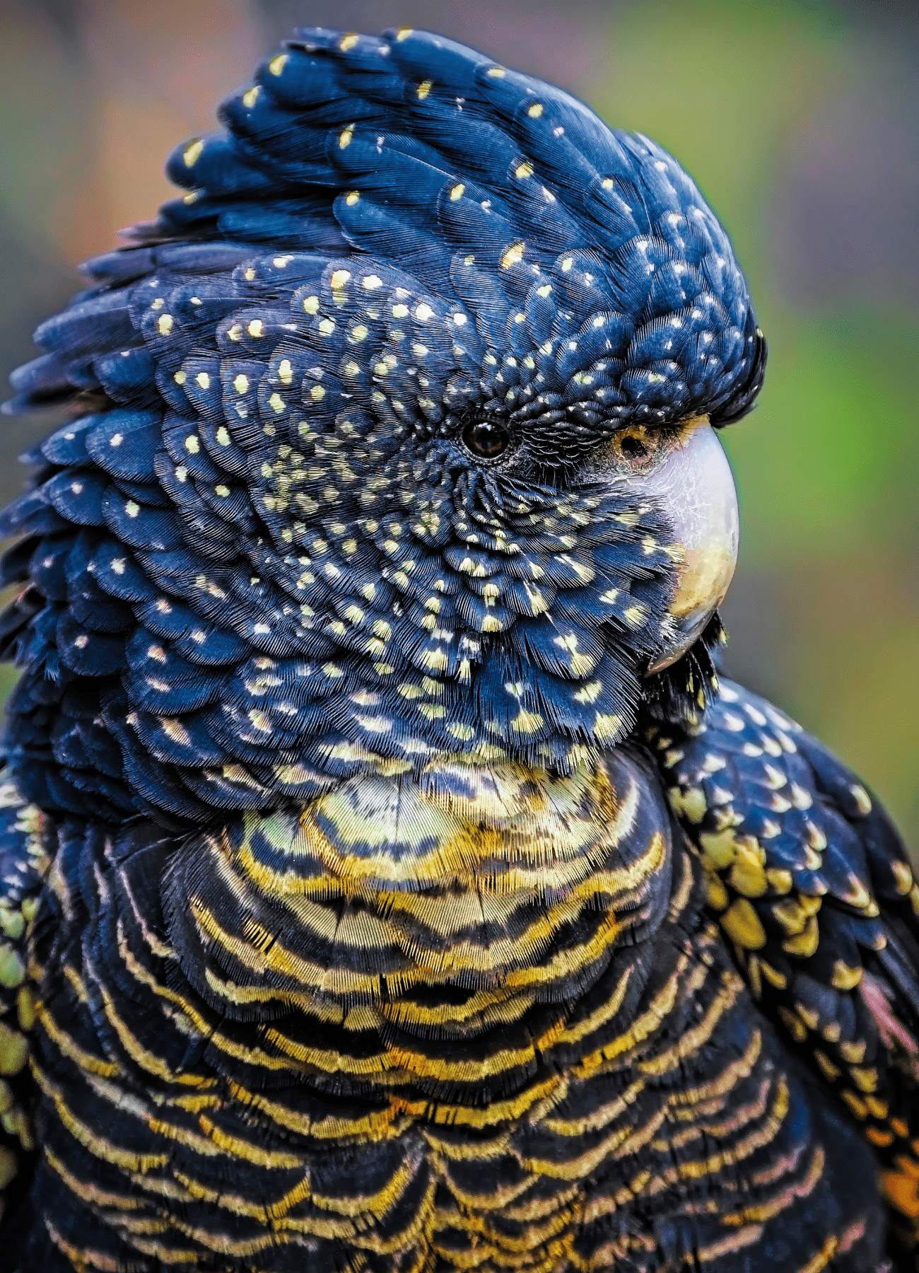 1300x1800 Red Tailed Black Cockatoo. World Parrot Trust