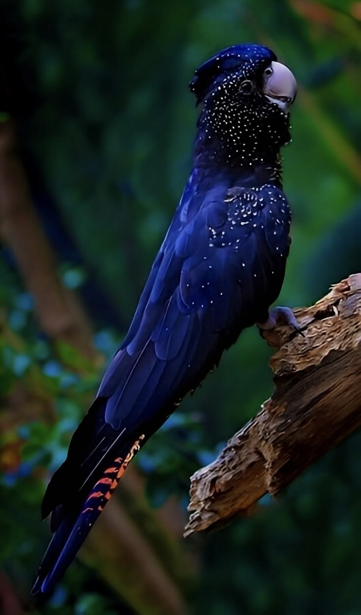 735x1251 Pretty Blue Bird Perched on Tree Branch. Beautiful Birds. Black cockatoo image, Black cockatoo