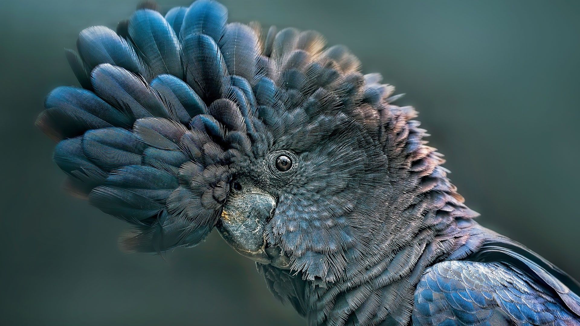 1920x1080 Close up portrait of a red Tailed Black Cockatoo (Banks Black Cockatoo), Australia. Windows Spotlight Image