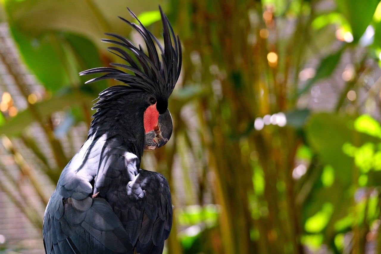 1280x853 Wildlife Cockatoo Black