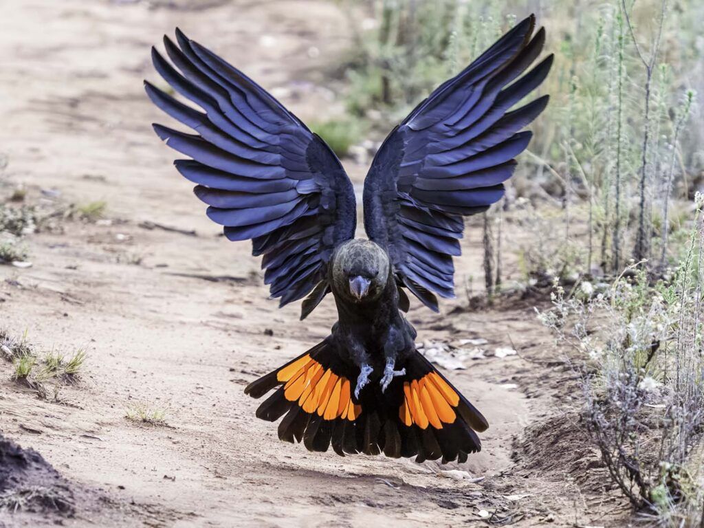 1024x768 Glossy Black Cockatoo. World Parrot Trust