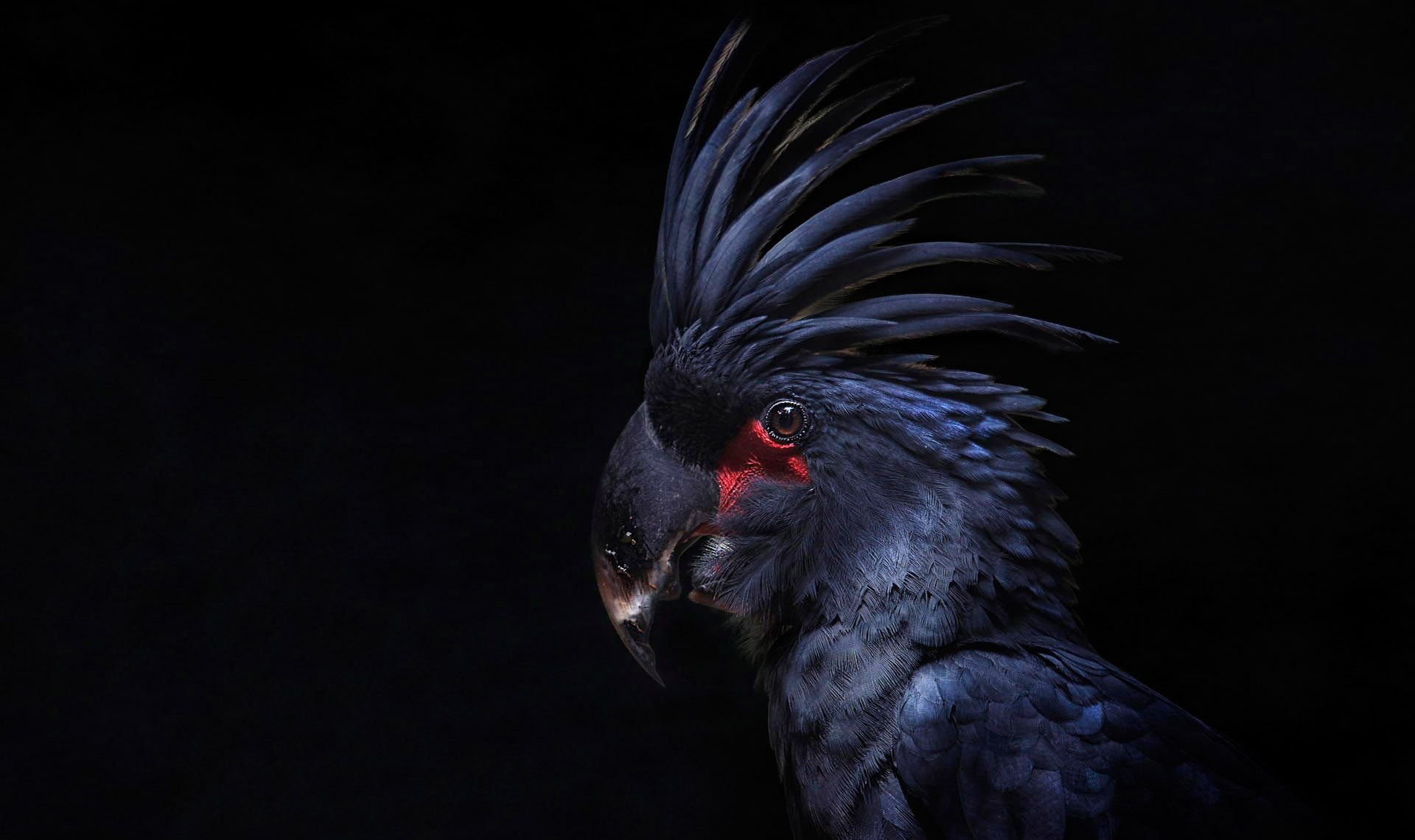 1920x1140 Wallpaper bird, feathers, parrot, black background, crest, cockatoo for mobile and desktop, section животные, resolution 1920x1140