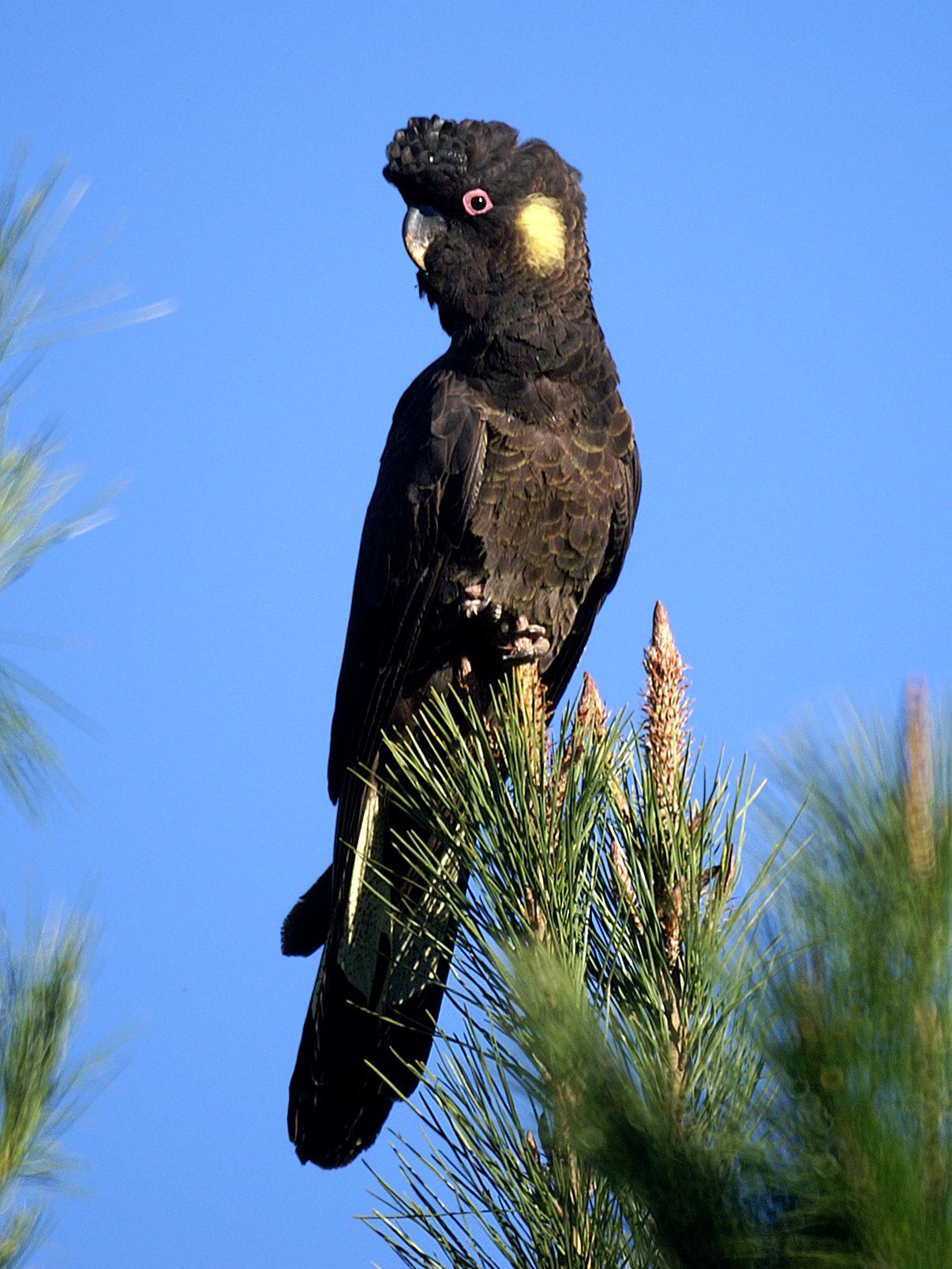 1206x1608 Yellow Tailed Black Cockatoo