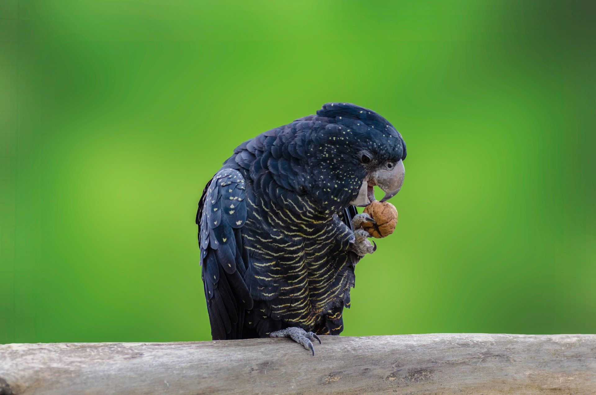 1920x1272 Download Bird Animal Red Tailed Black Cockatoo 4k Ultra HD Wallpaper By Saeed Lajamix3264