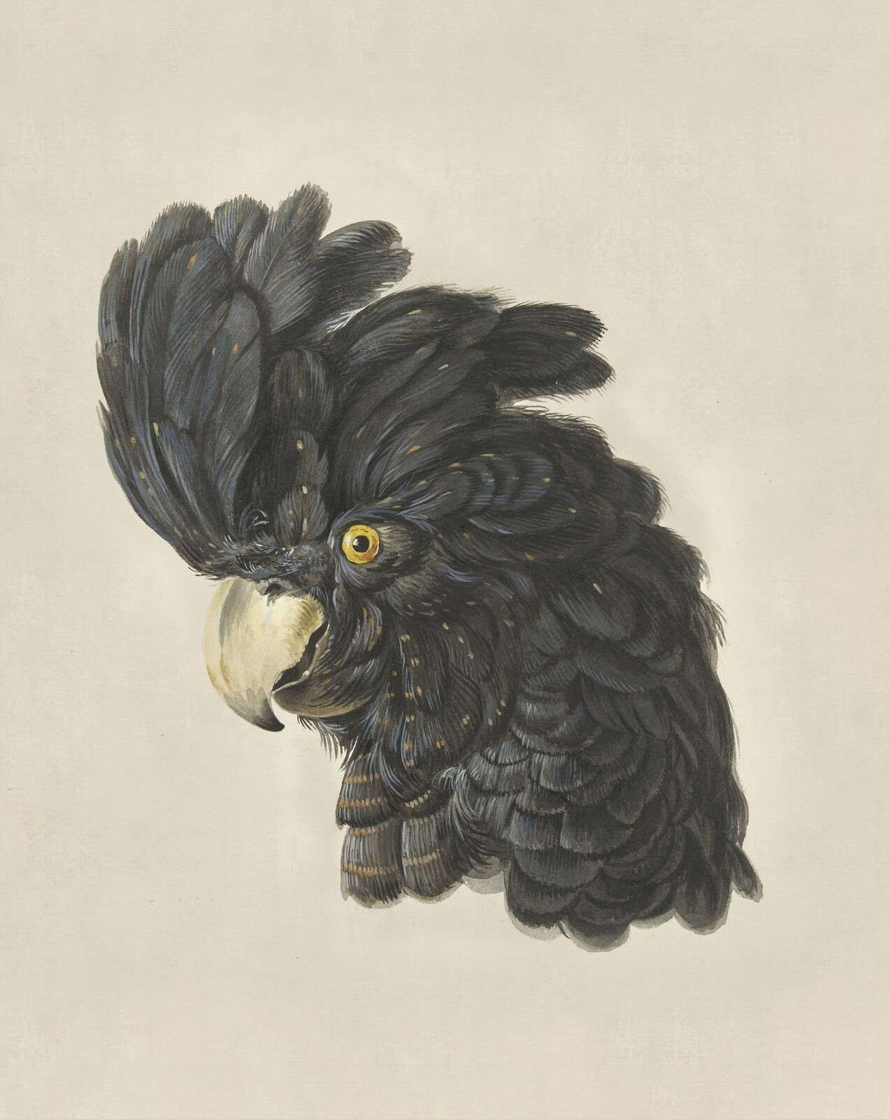 1273x1600 Wallpaper Mural cockatoo portrait