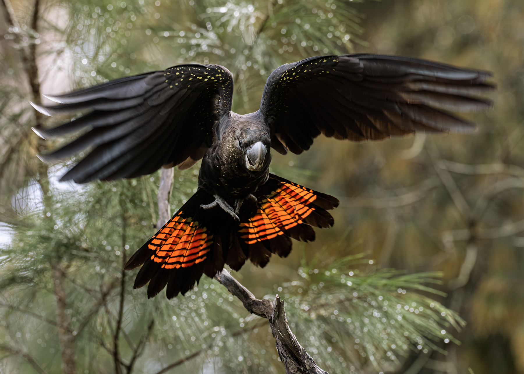 1800x1286 Help Us Save The Glossy Black Cockatoo Volunteers Australia