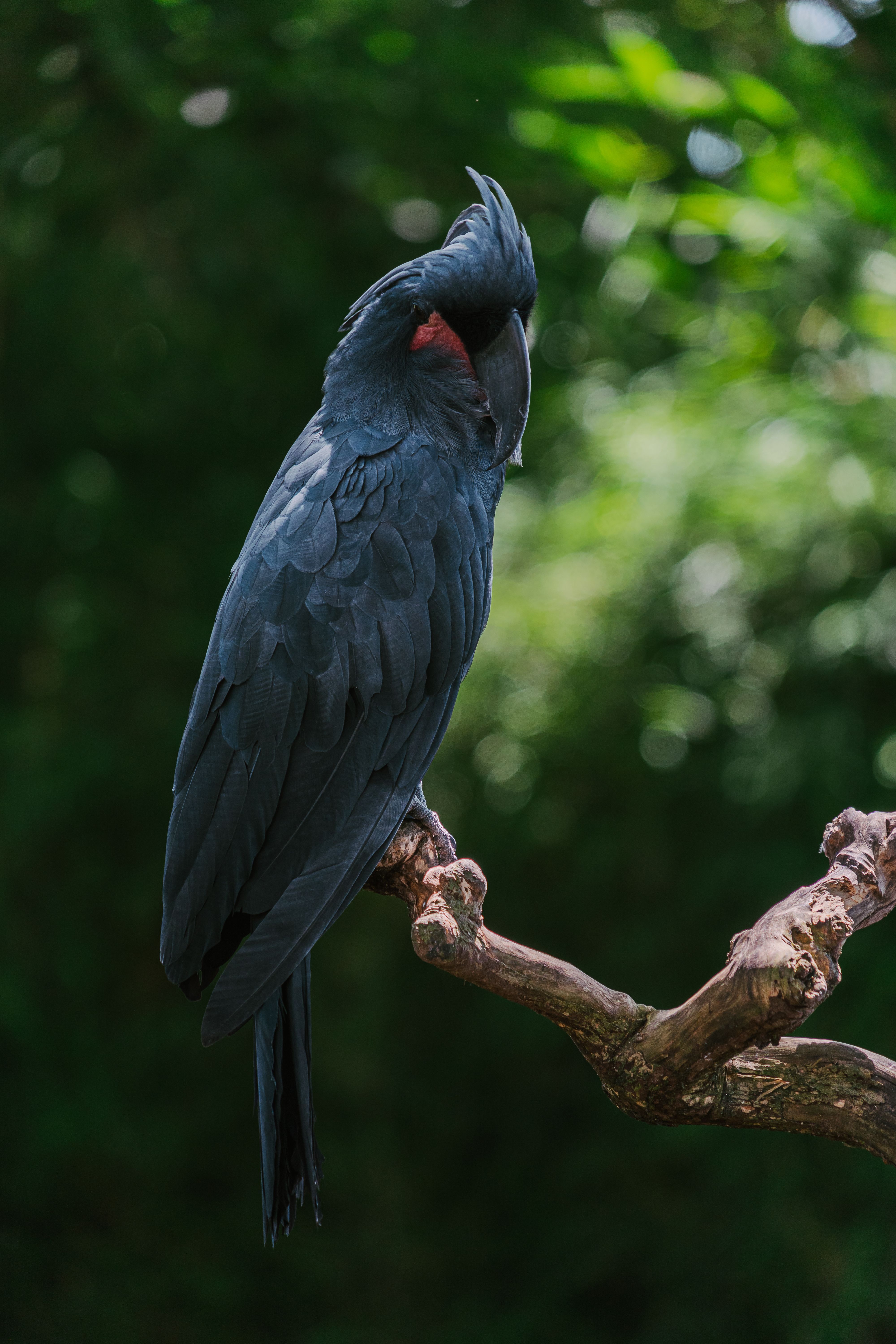 4000x6000 Black Palm Cockatoo Perched on a Tree Branch · Free