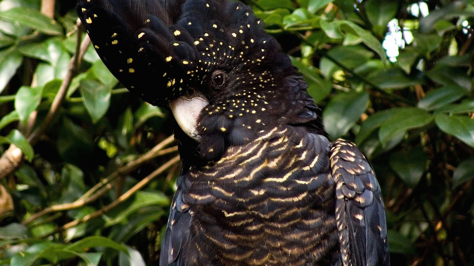 1920x1080 Stunning HD Red Tailed Black Cockatoo In Natural Splendorx1080