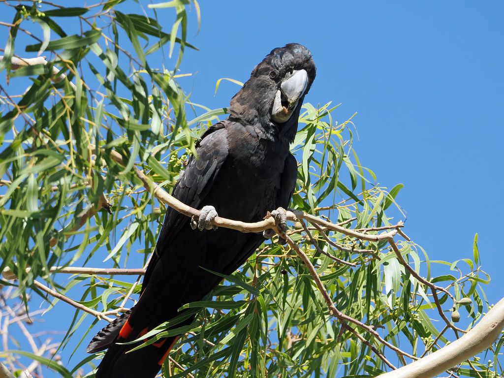 1024x768 Red Tailed Black Cockatoo (Calyptorhynchus Banksii Naso)