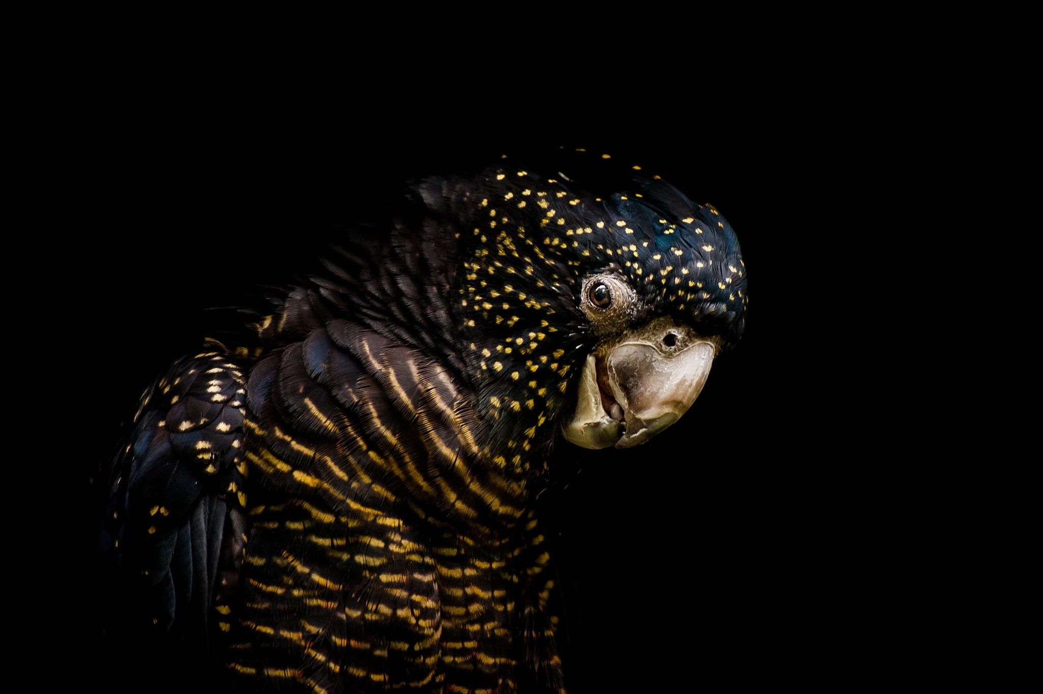 2048x1363 Wallpaper Bird, Parrot, Black Background, The Dark Background, Funeral Cockatoo Banks, Red Tailed Black Cockatoo For Mobile And Desktop, Section животные, Resolution 2048x1363