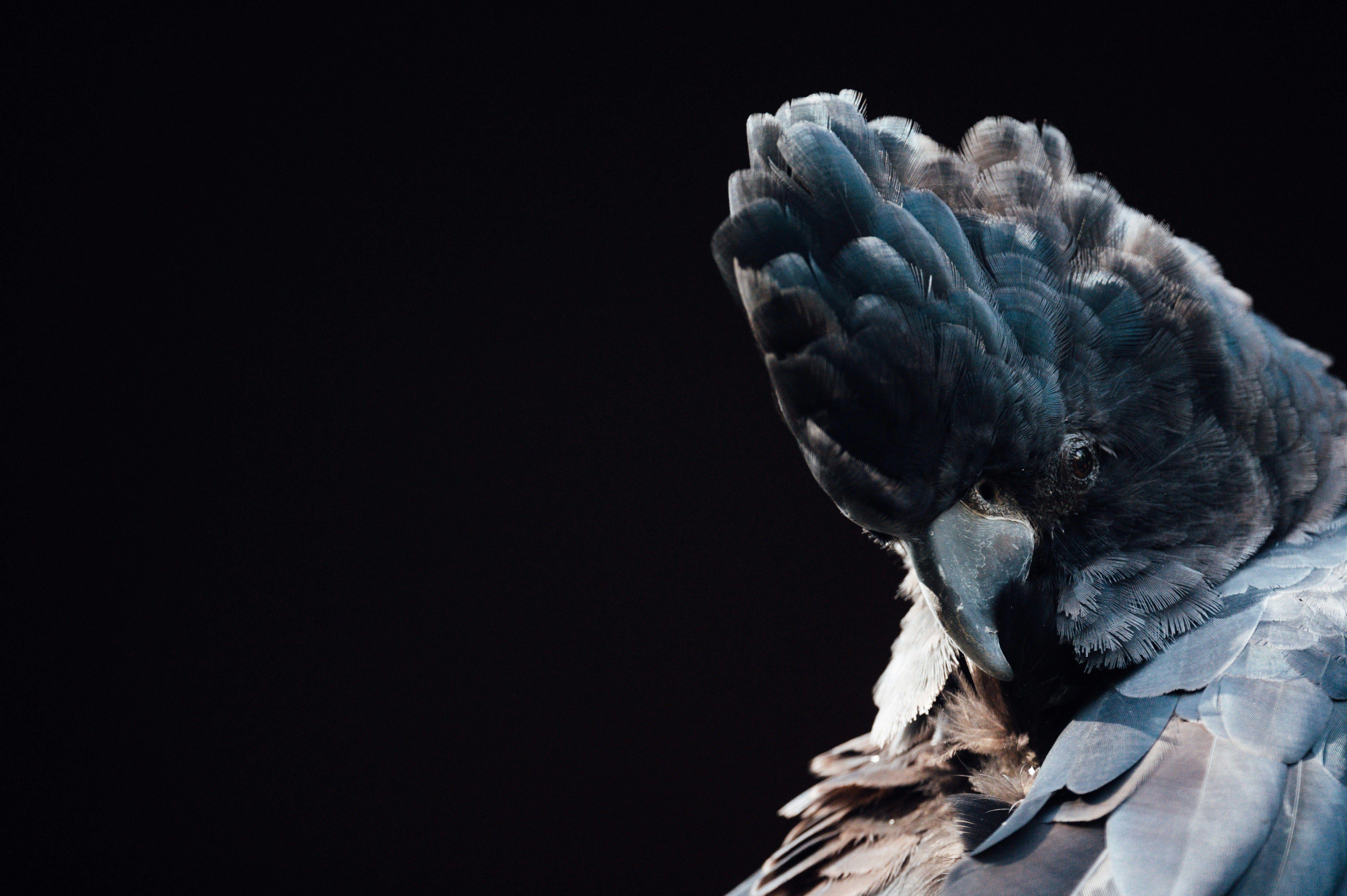 6048x4024 A black cockatoo with its beak open. photo