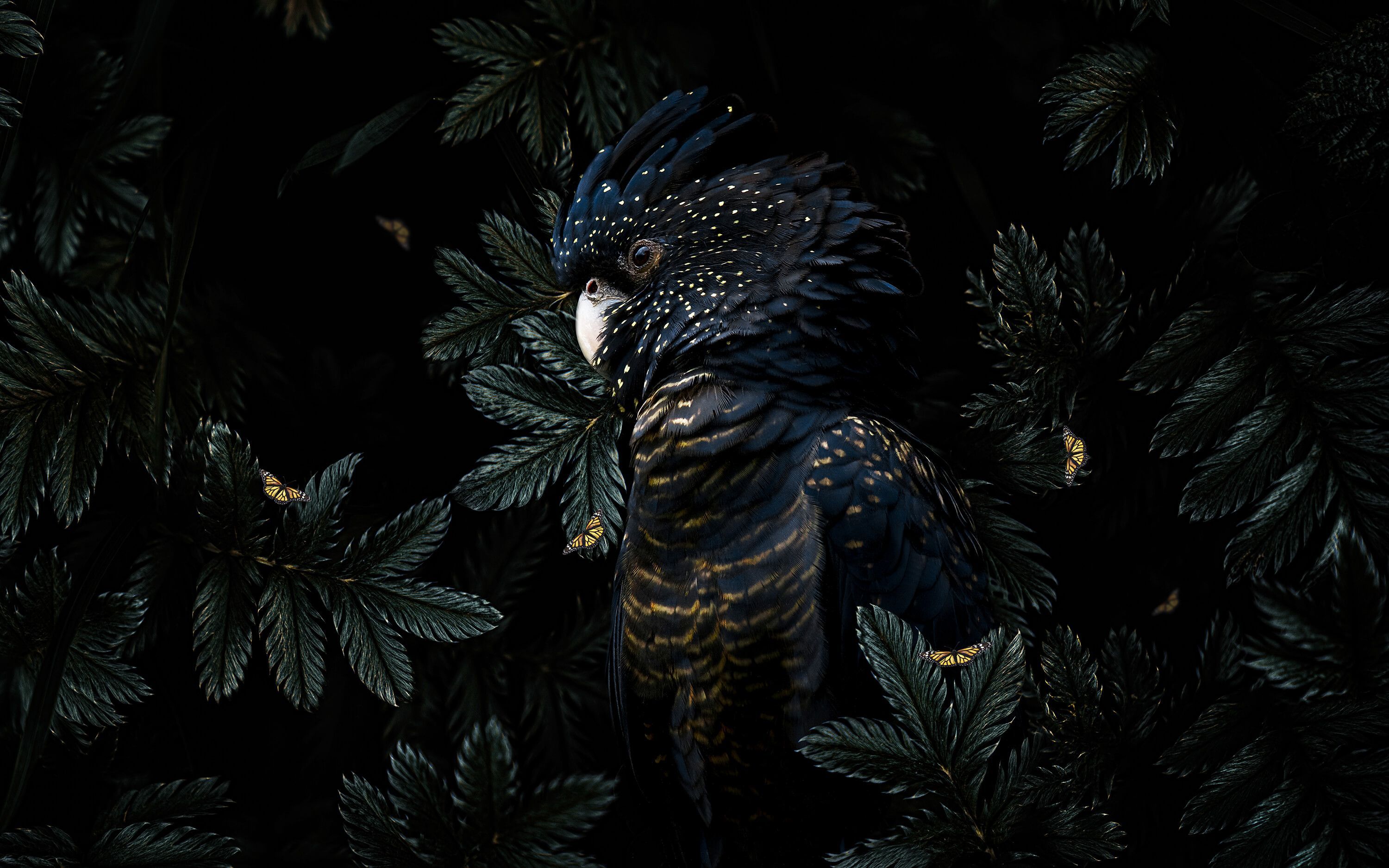 3000x1875 Jungle Cockatoo 2