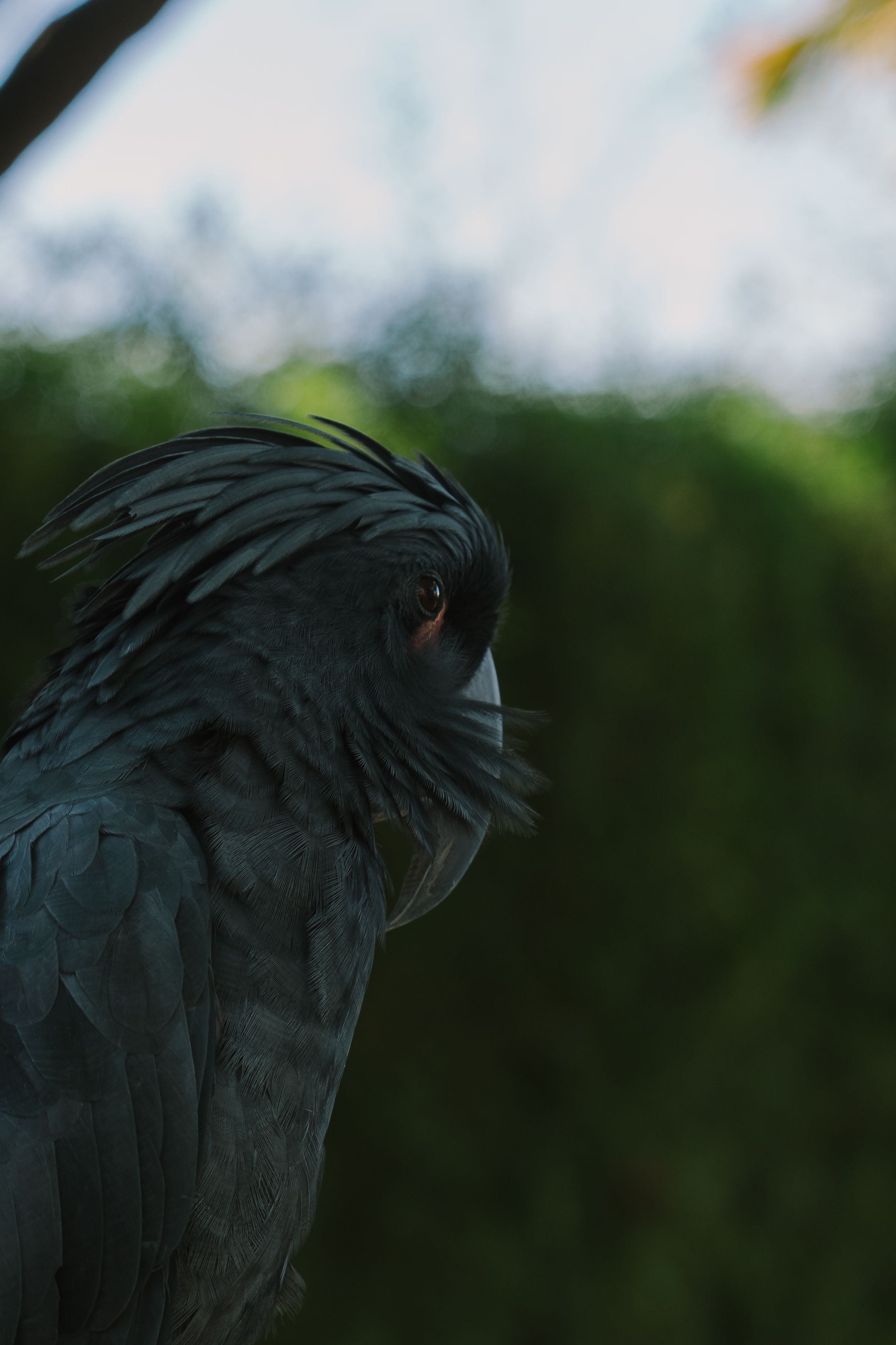 2321x3482 Black Cockatoo Photo, Download The BEST Free Black Cockatoo & HD Image