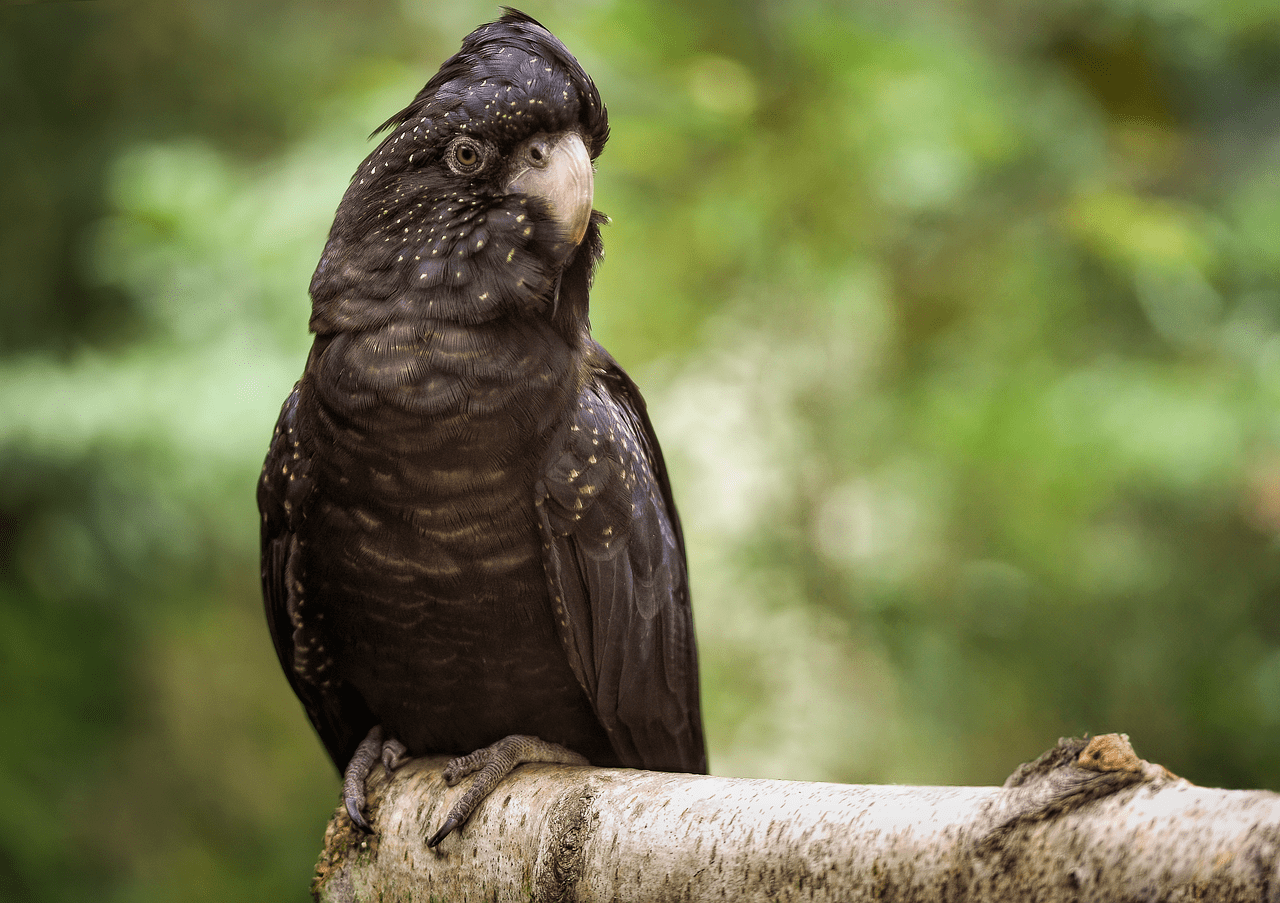 1280x903 Free Banksian Black Cockatoo & Cockatoo Image