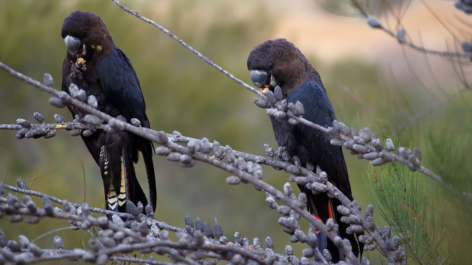 1600x900 Nature Glossy Black Cockatoos