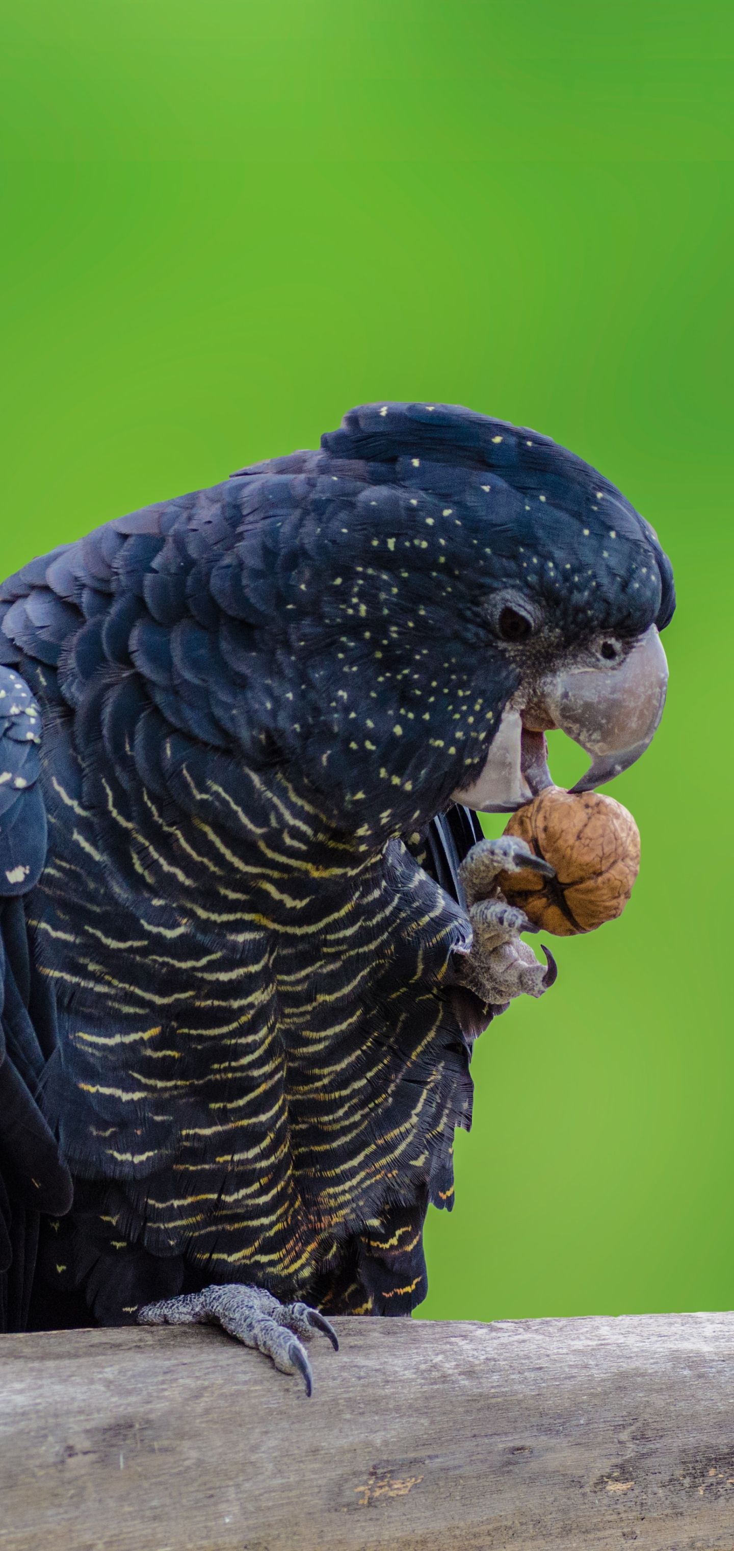 1440x3040 Free Red Tailed Black Cockatoo 4K Wallpaper & Desktop HD Background for PC