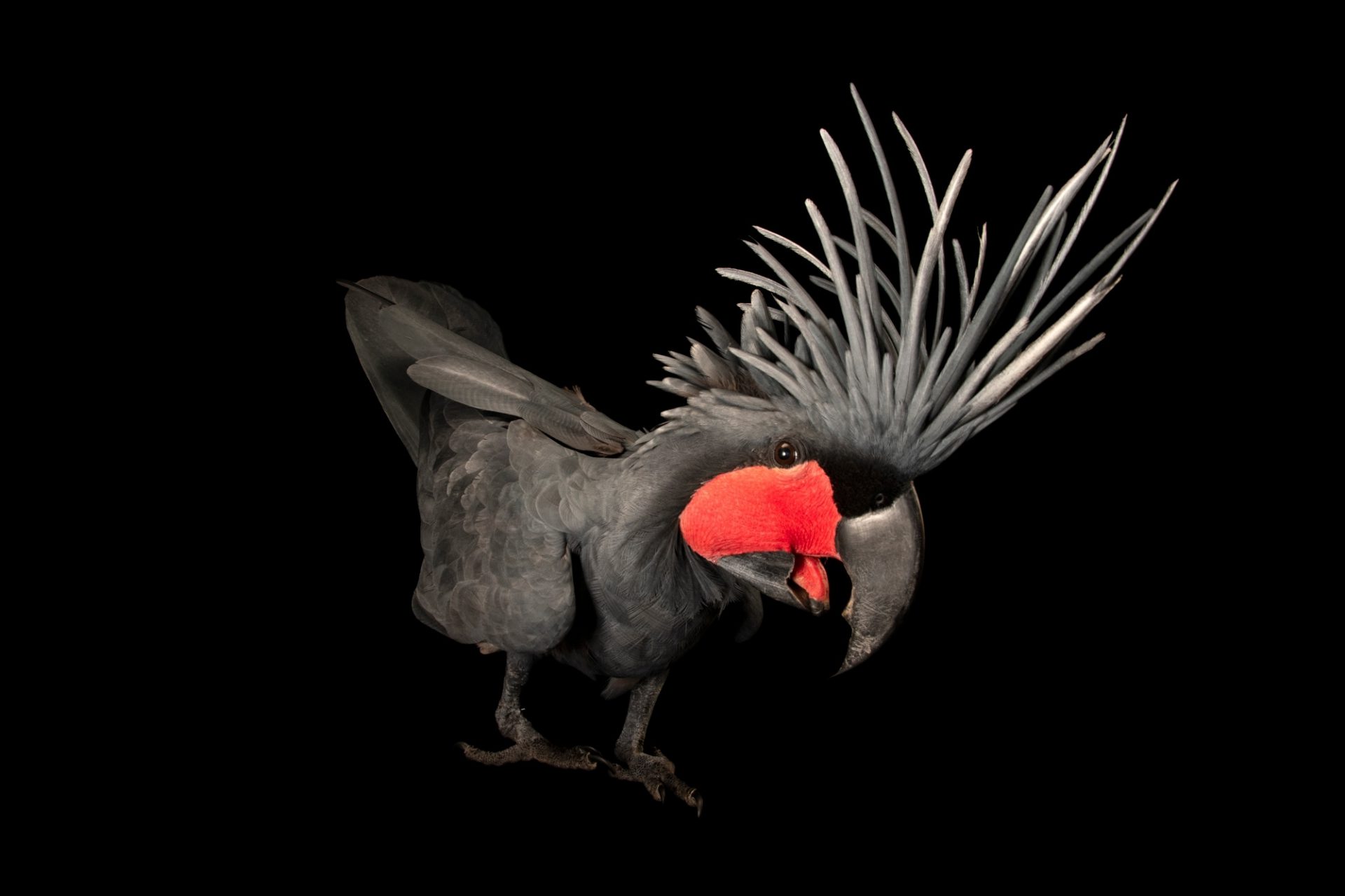 1920x1280 Black Palm Cockatoo (Probosciger aterrimus stenolophus)