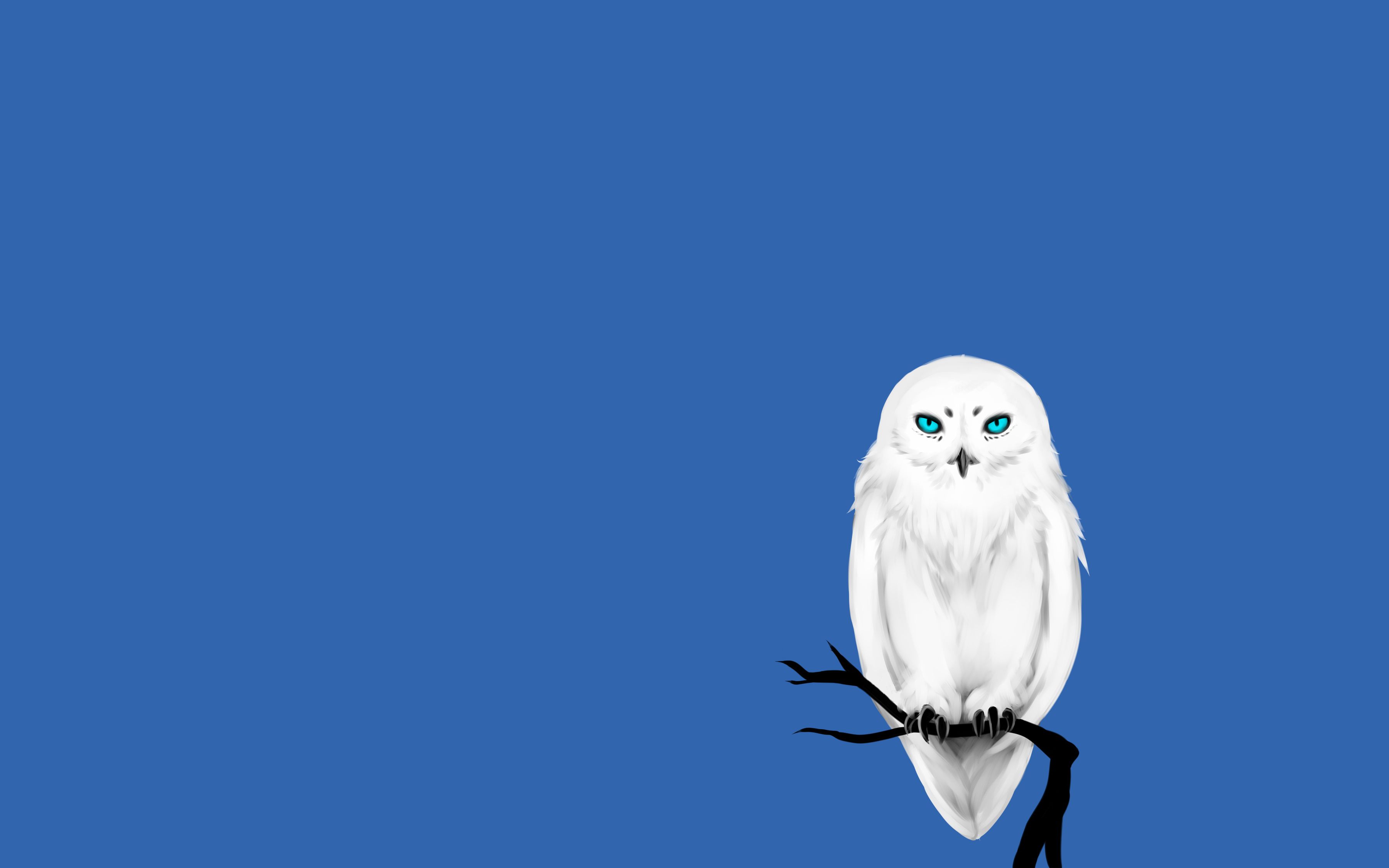 3600x2250 Wallpaper white, trees, branches, owl, bird, minimalism, blue background, owl for mobile and desktop, section минимализм, resolution 3600x2250