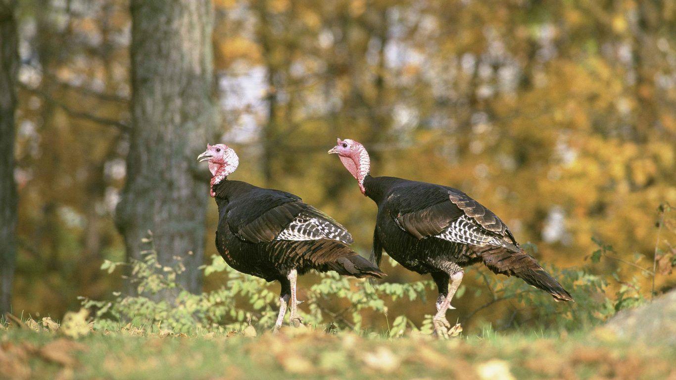 1366x768 Birds: Thanksgiving Wildlife Nature Bird Turkey Flying Birds HD