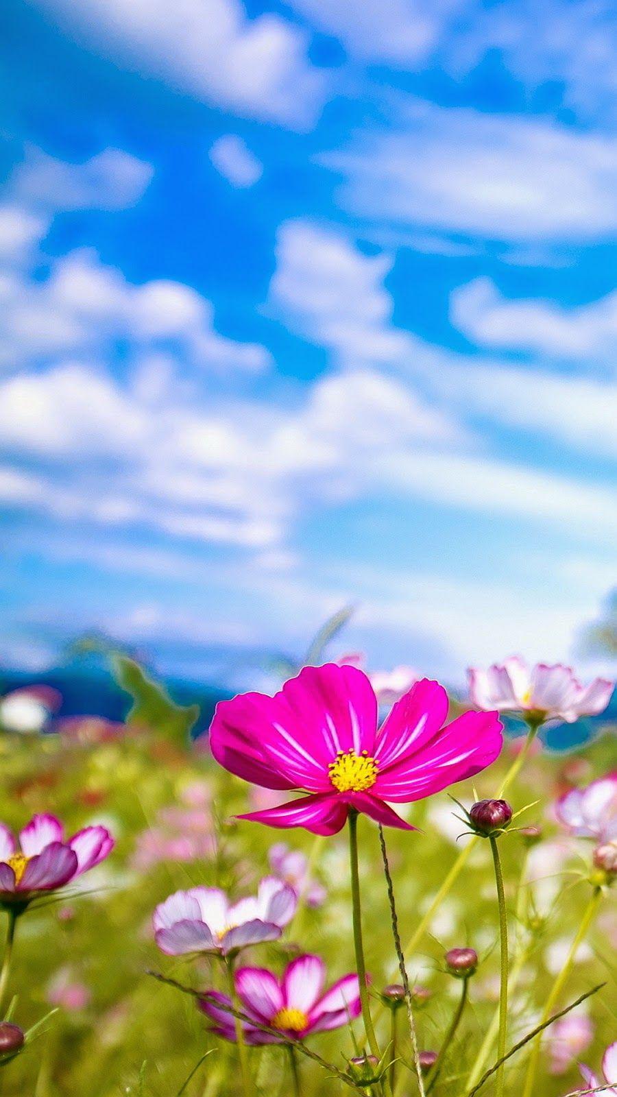 900x1600 Free download iPhone 8 Background Summer 454809 HD Wallpaper Download [ 900x1600] for your Desktop, Mobile & Tablet. Explore Free Wallpaper Summer. Free Summer Wallpaper Background, Free Summer Wallpaper For