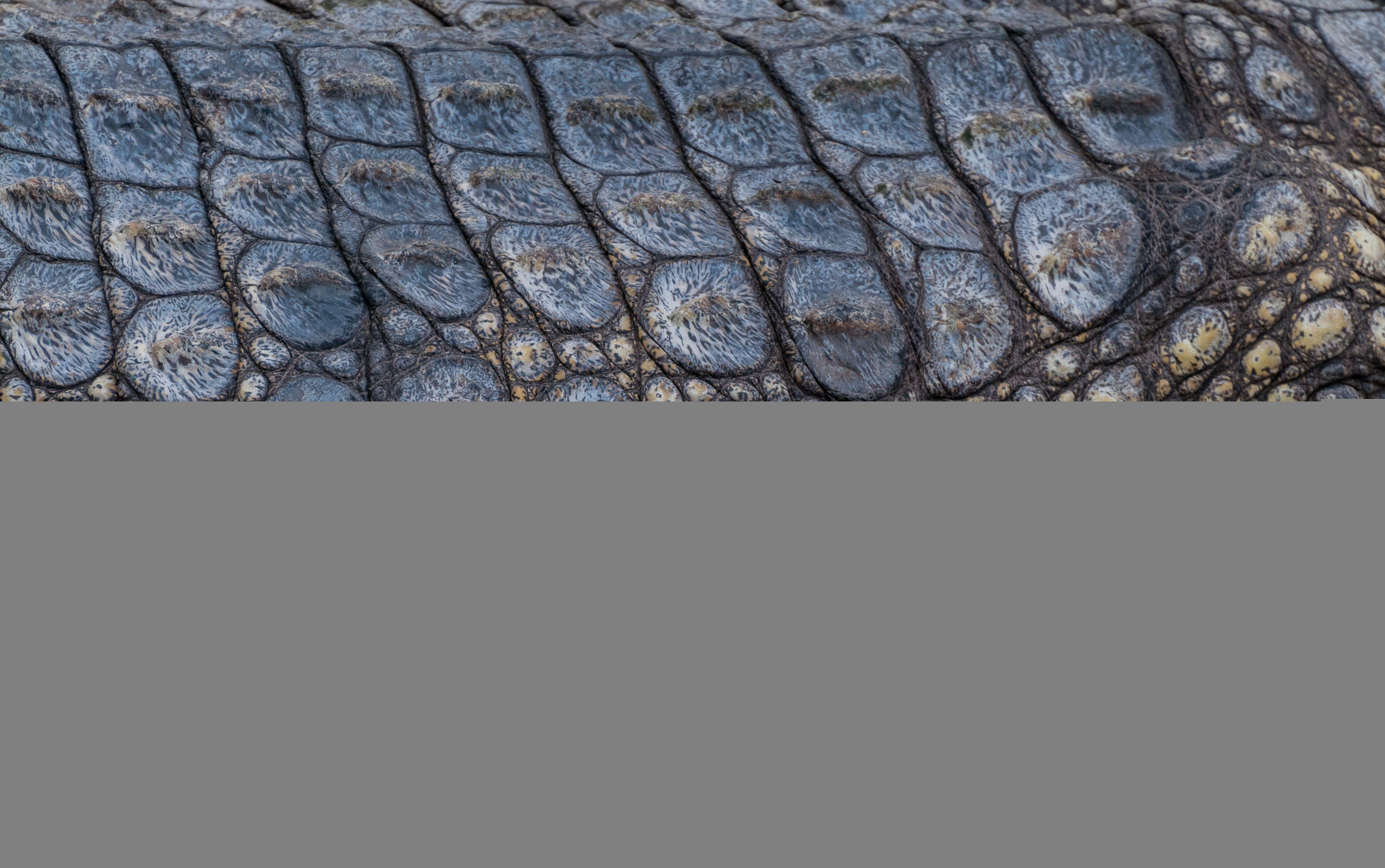 4278x2681 Crocodile skin texture reptile background