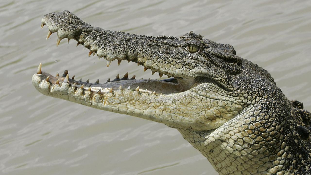 1280x720 Crocodile wallpaperx720