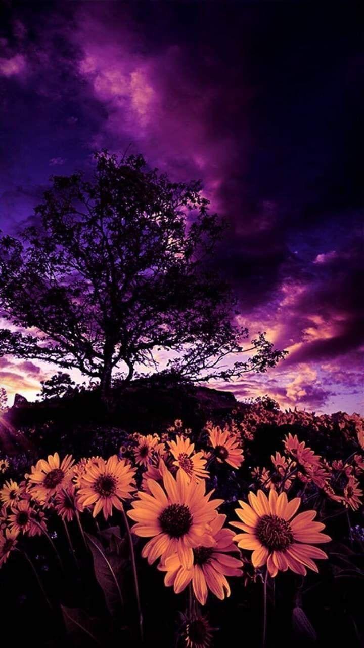 Purple Sunflower Wallpapers - Top Free Purple Sunflower Backgrounds